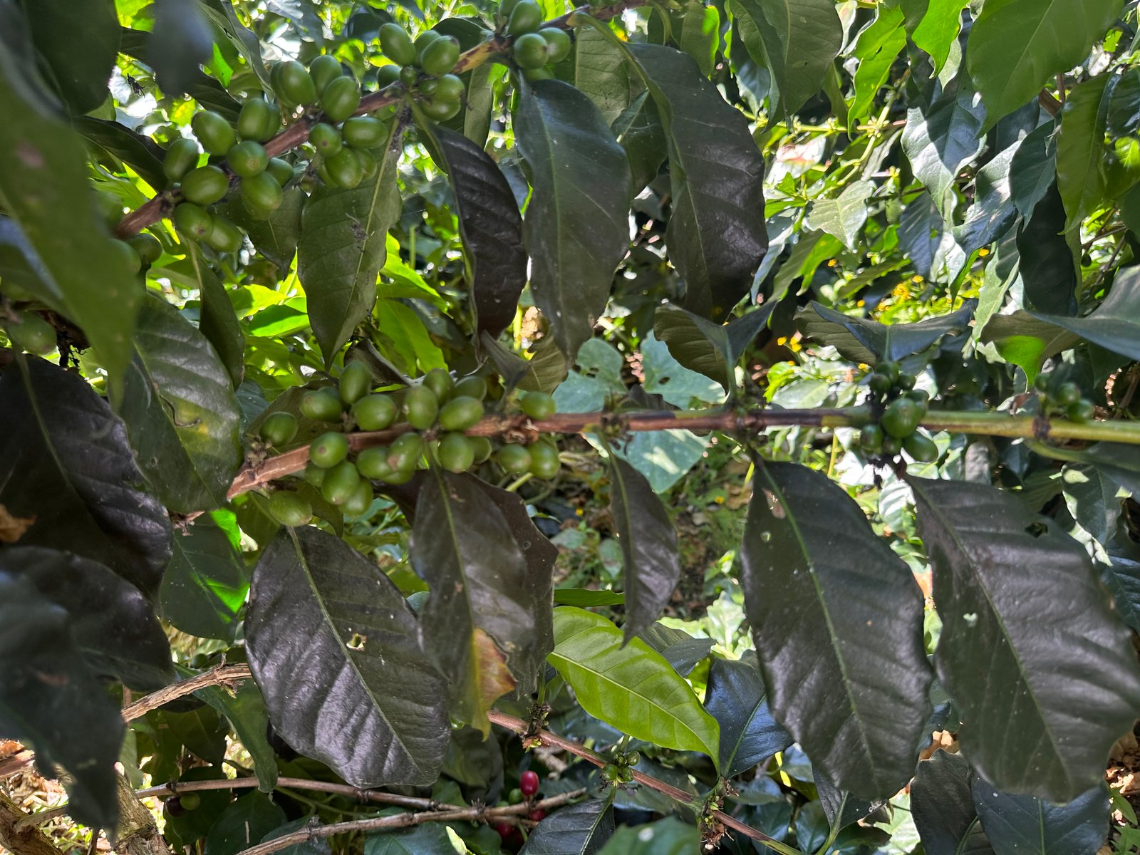 Dopsen Café - Fotografía 10 de fincas cafeteras, procesos de tostión y catación profesional
