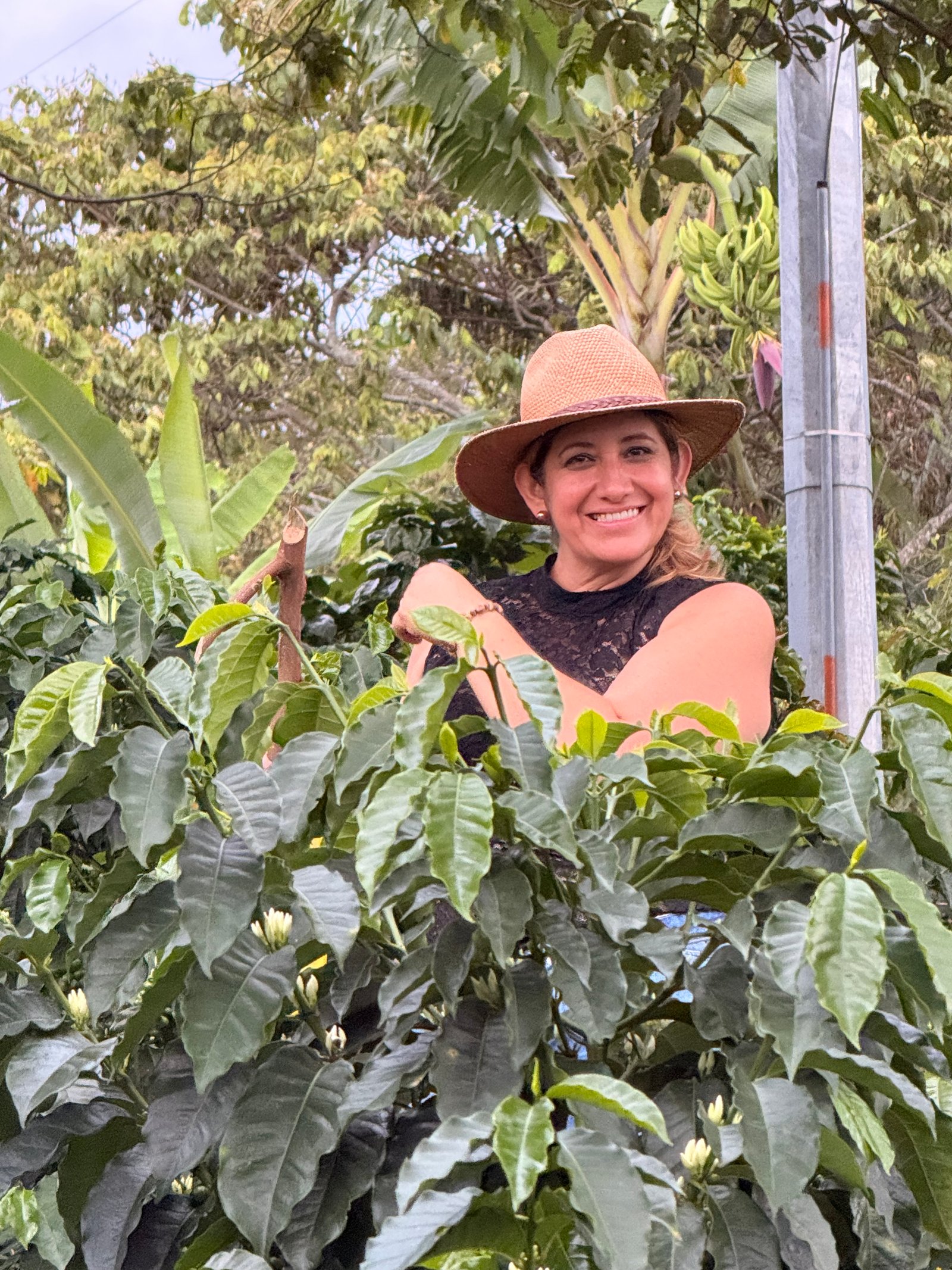 Dopsen Café - Fotografía 113 de fincas cafeteras, procesos de tostión y catación profesional