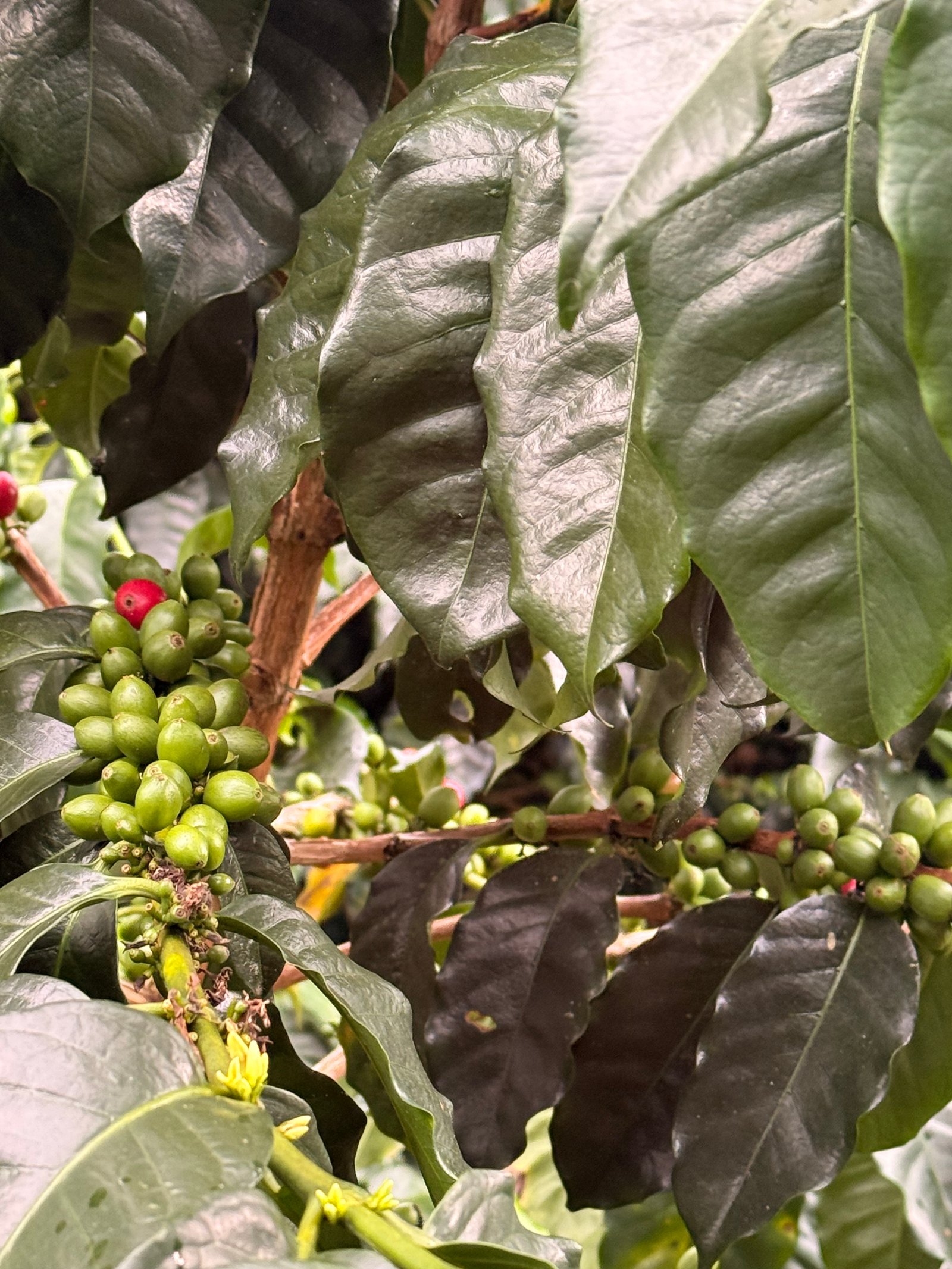 Dopsen Café - Fotografía 119 de fincas cafeteras, procesos de tostión y catación profesional