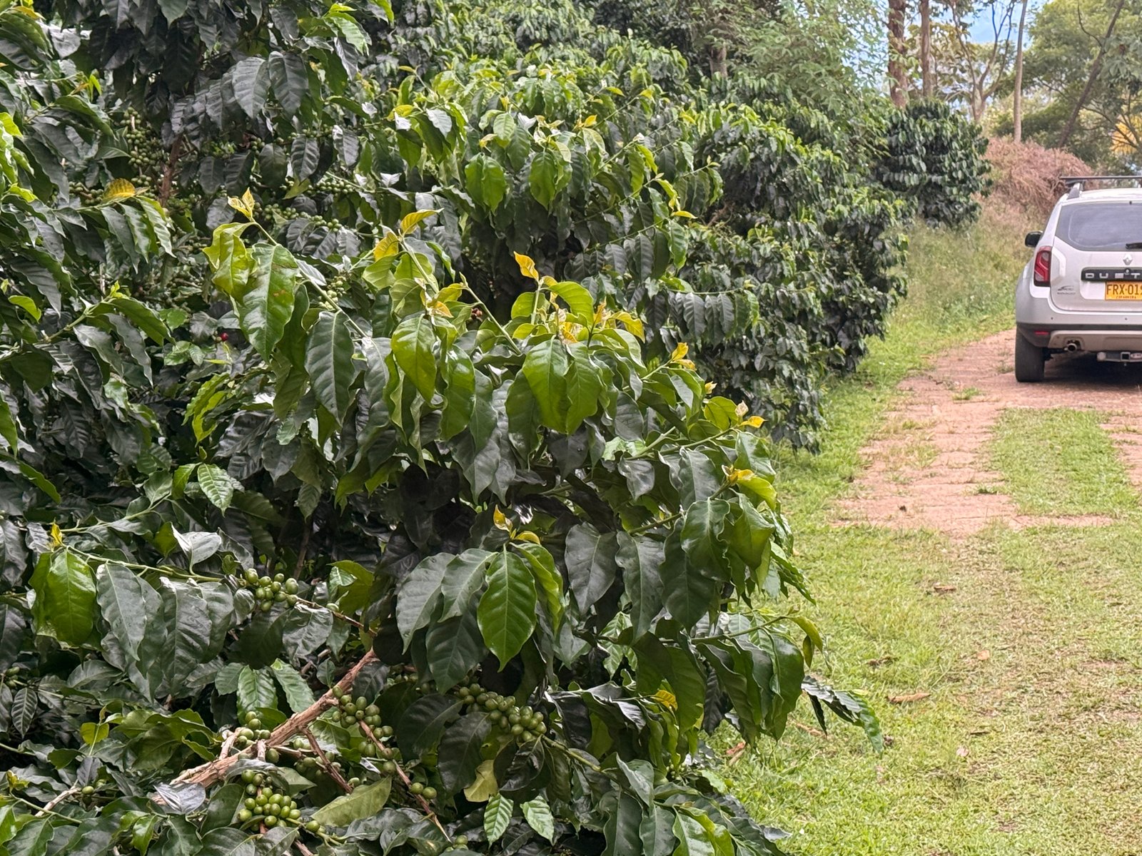 Dopsen Café - Fotografía 120 de fincas cafeteras, procesos de tostión y catación profesional