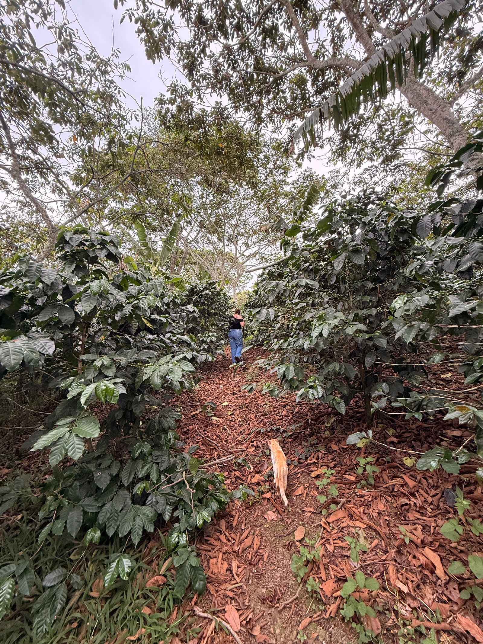 Dopsen Café - Fotografía 121 de fincas cafeteras, procesos de tostión y catación profesional
