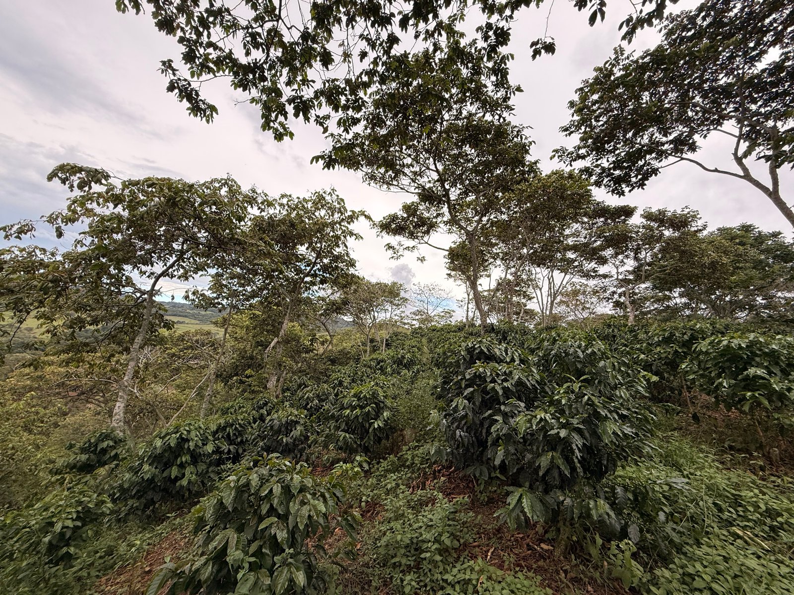 Dopsen Café - Fotografía 122 de fincas cafeteras, procesos de tostión y catación profesional