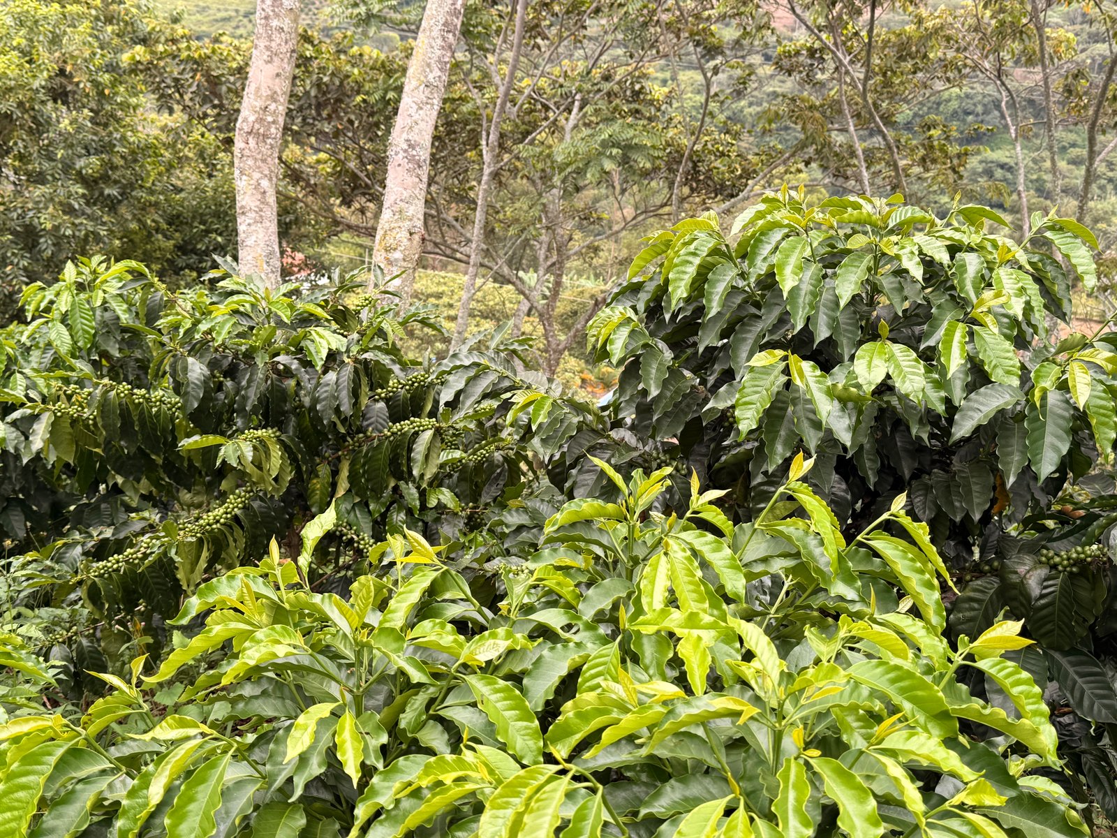 Dopsen Café - Fotografía 123 de fincas cafeteras, procesos de tostión y catación profesional