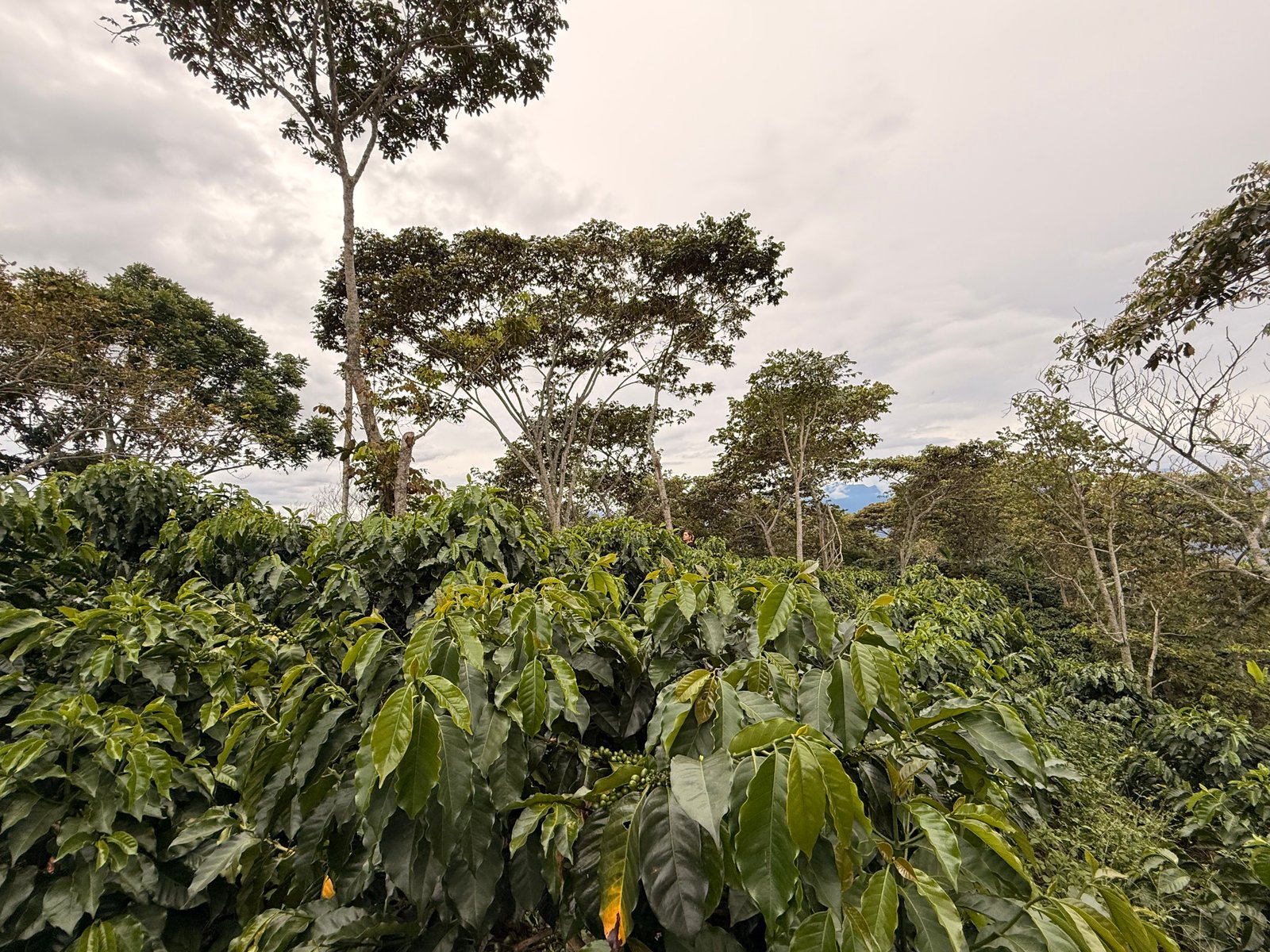 Dopsen Café - Fotografía 124 de fincas cafeteras, procesos de tostión y catación profesional
