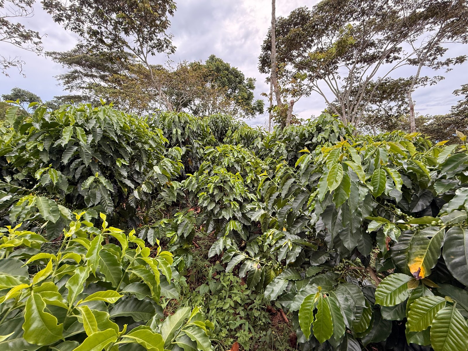 Dopsen Café - Fotografía 125 de fincas cafeteras, procesos de tostión y catación profesional
