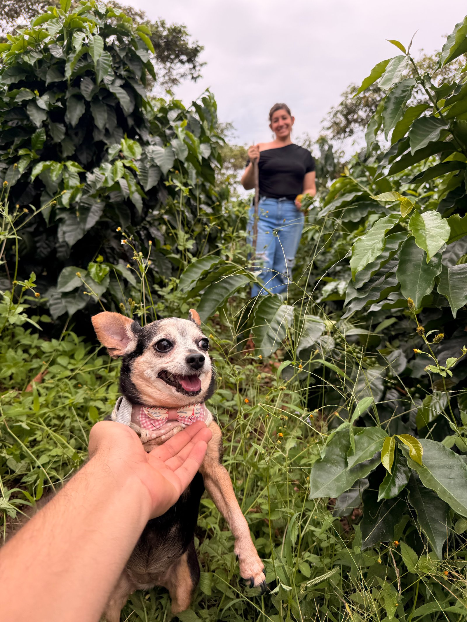 Dopsen Café - Fotografía 126 de fincas cafeteras, procesos de tostión y catación profesional