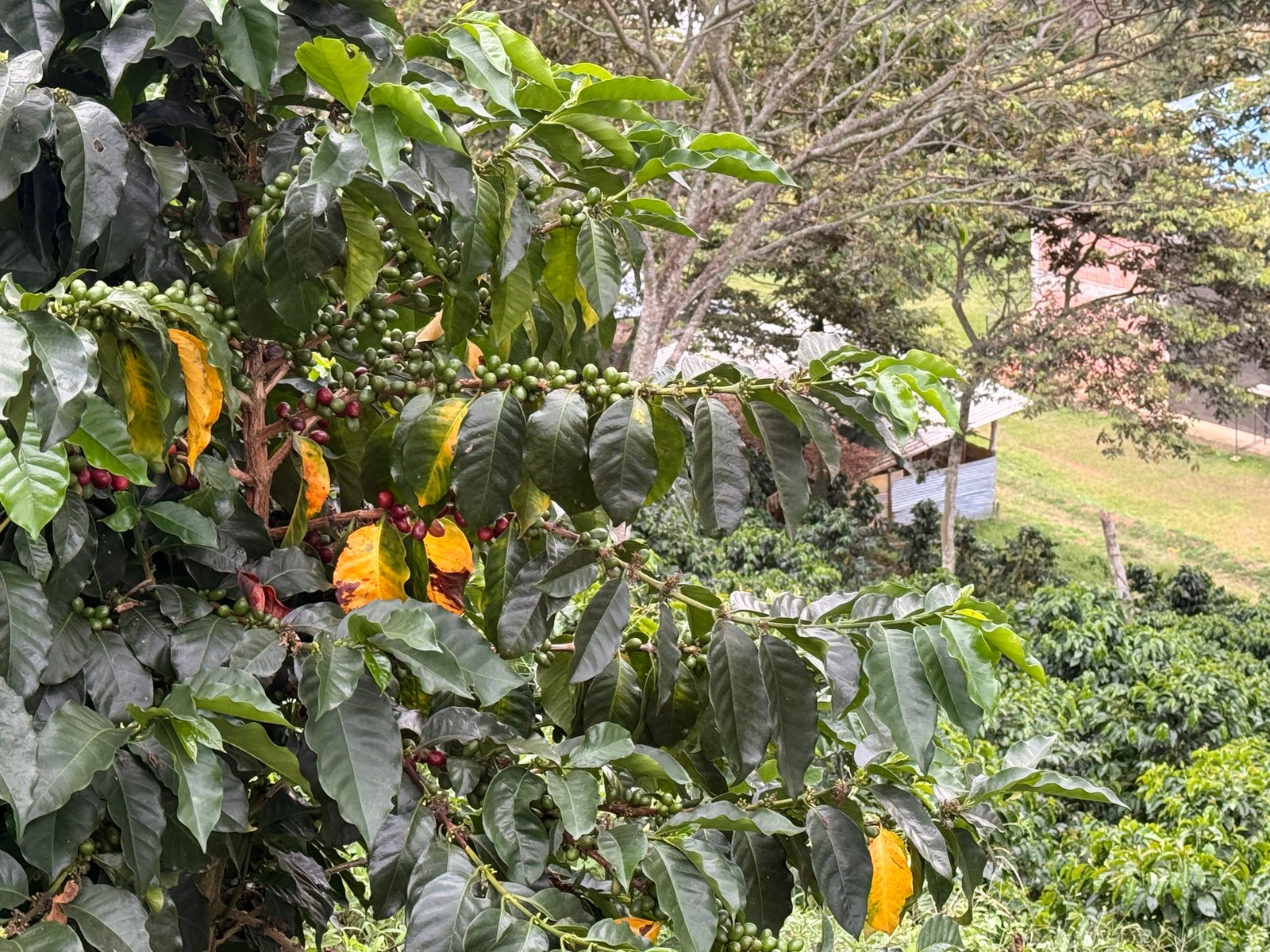 Dopsen Café - Fotografía 127 de fincas cafeteras, procesos de tostión y catación profesional
