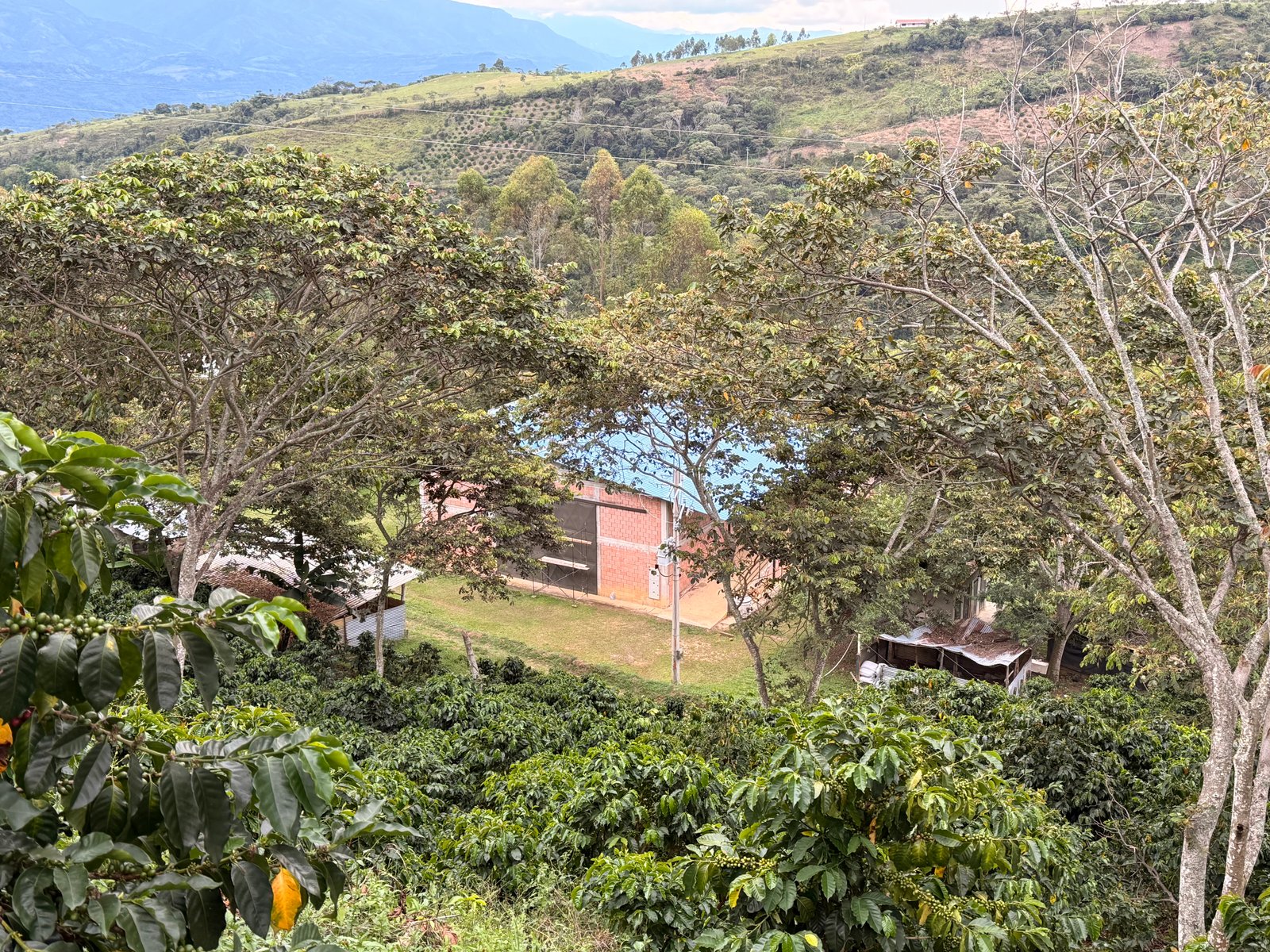 Dopsen Café - Fotografía 128 de fincas cafeteras, procesos de tostión y catación profesional