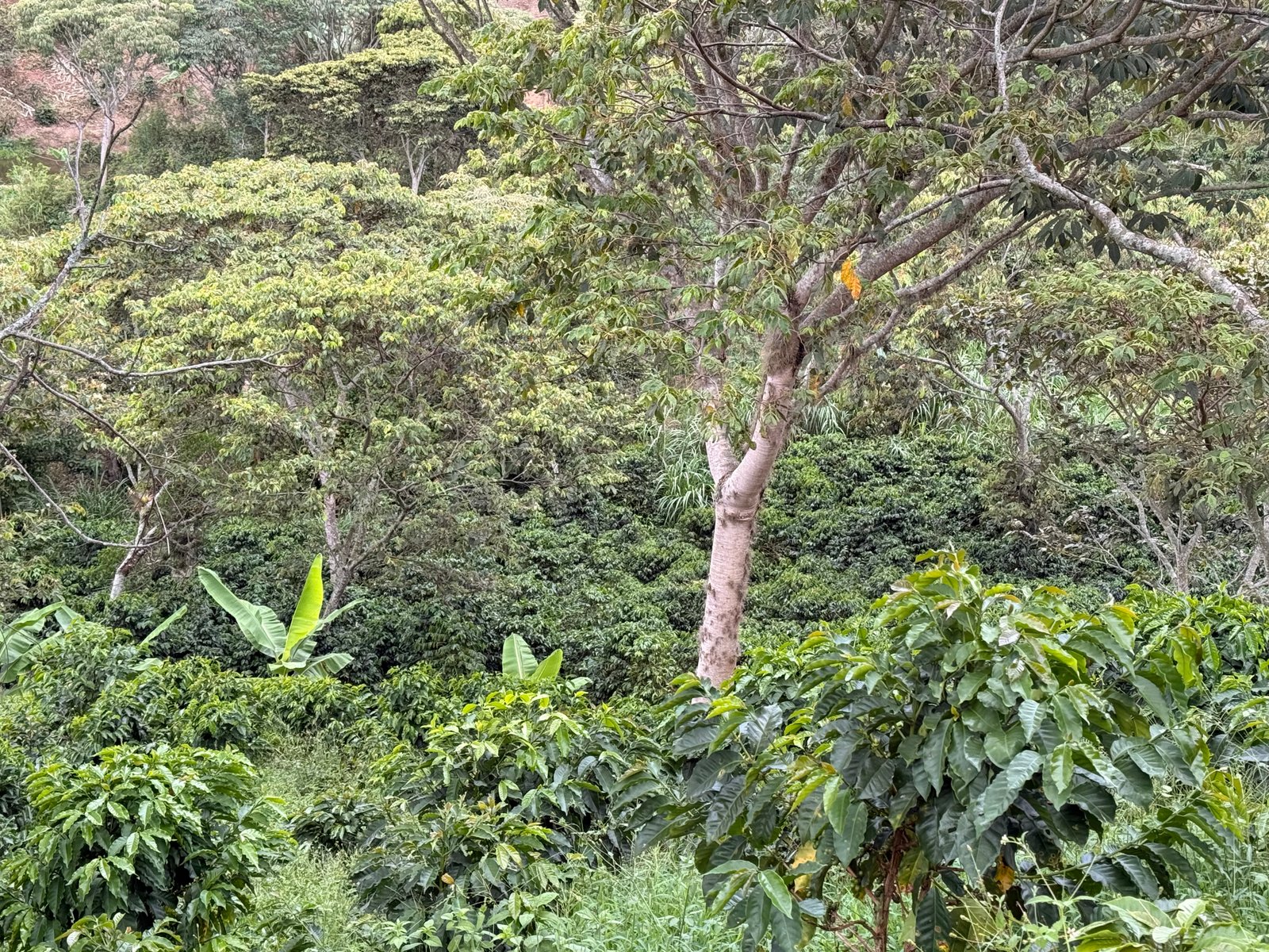 Dopsen Café - Fotografía 129 de fincas cafeteras, procesos de tostión y catación profesional