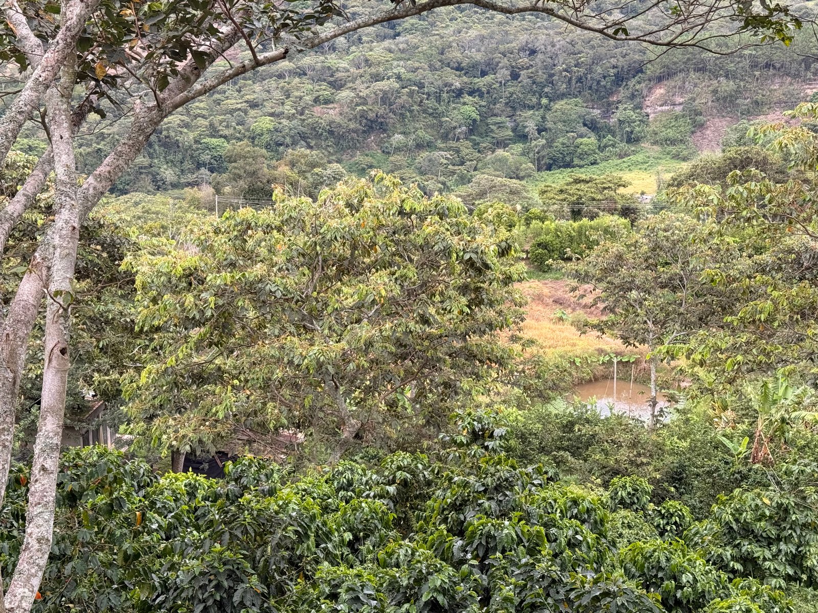 Dopsen Café - Fotografía 130 de fincas cafeteras, procesos de tostión y catación profesional