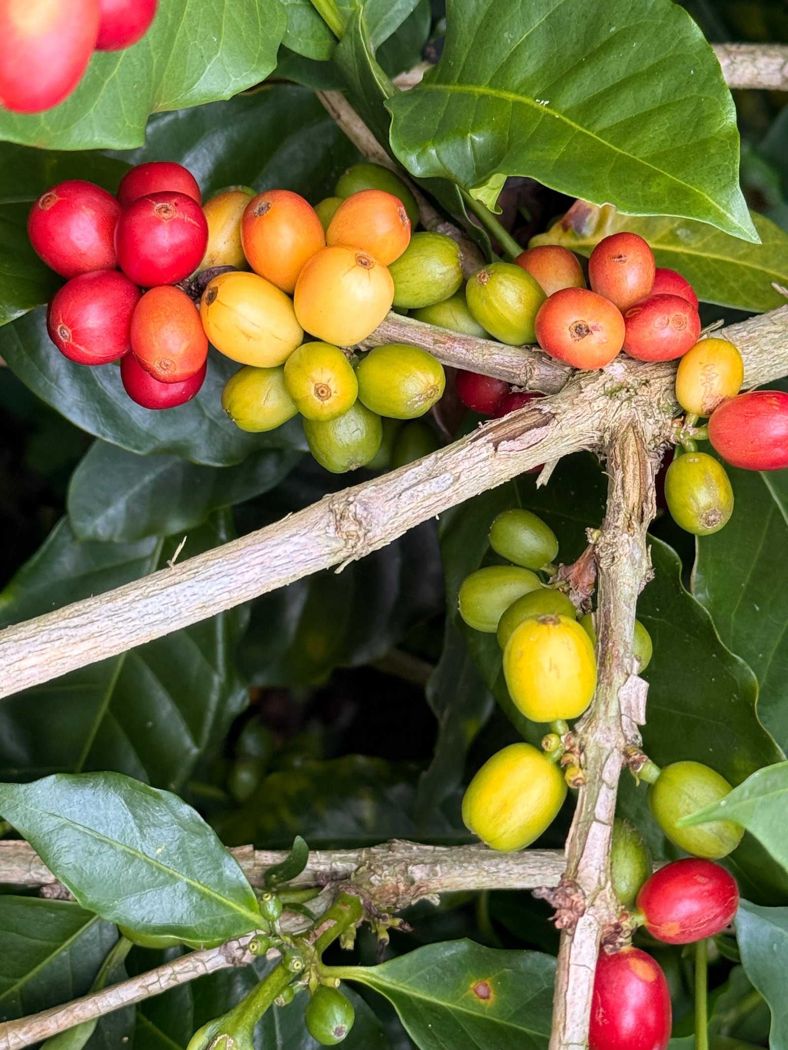 Dopsen Café - Fotografía 131 de fincas cafeteras, procesos de tostión y catación profesional