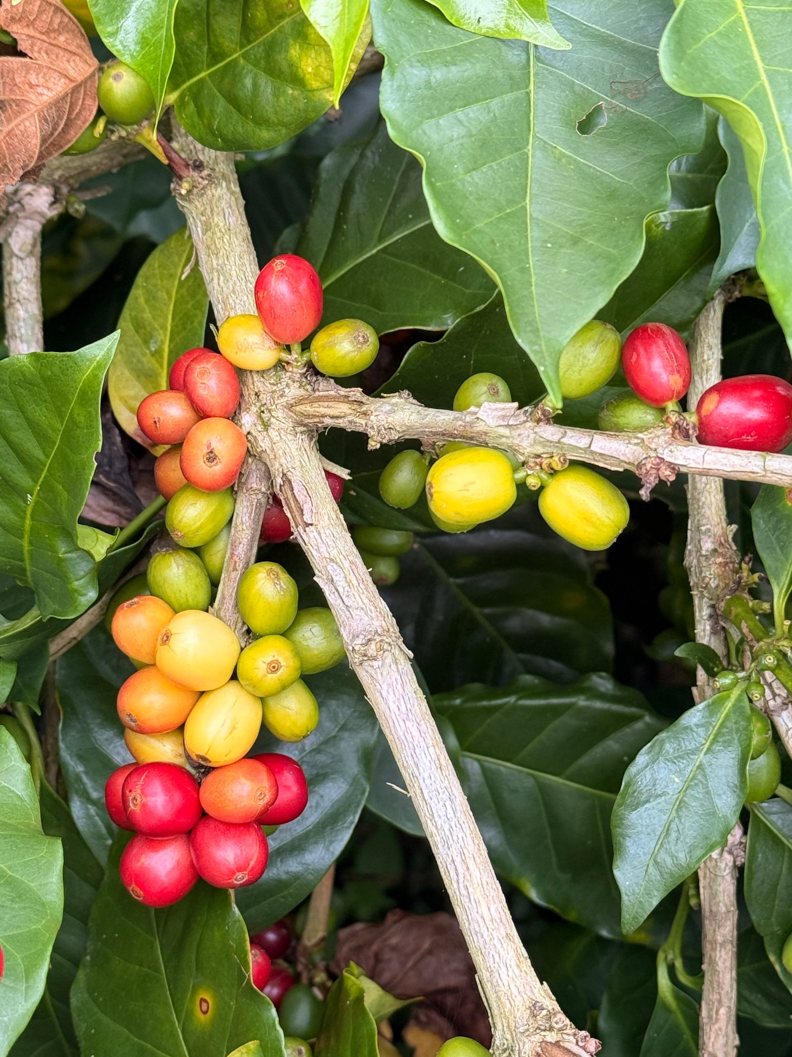 Dopsen Café - Fotografía 132 de fincas cafeteras, procesos de tostión y catación profesional