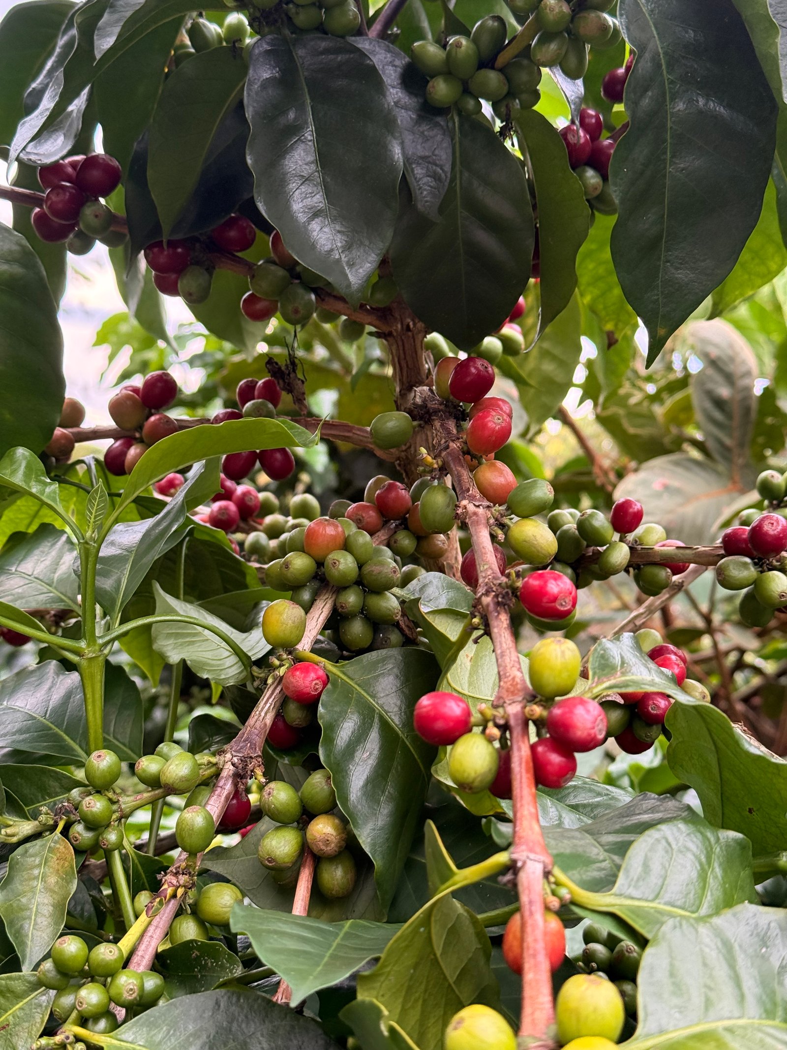 Dopsen Café - Fotografía 133 de fincas cafeteras, procesos de tostión y catación profesional