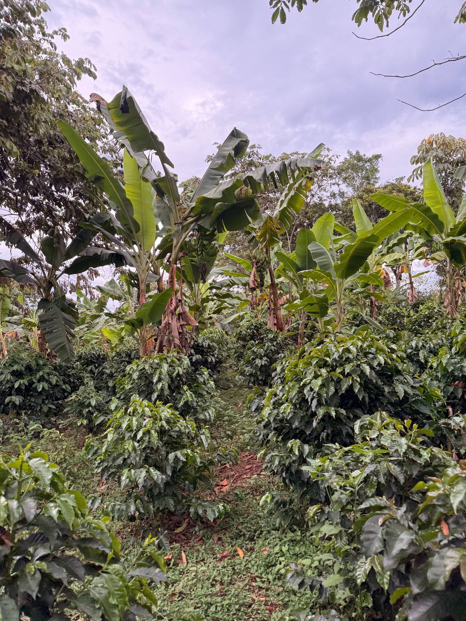 Dopsen Café - Fotografía 135 de fincas cafeteras, procesos de tostión y catación profesional