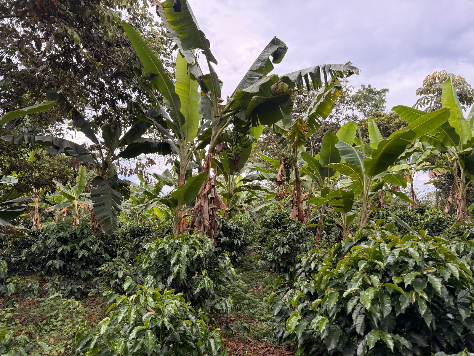 Dopsen Café - Fotografía 136 de fincas cafeteras, procesos de tostión y catación profesional