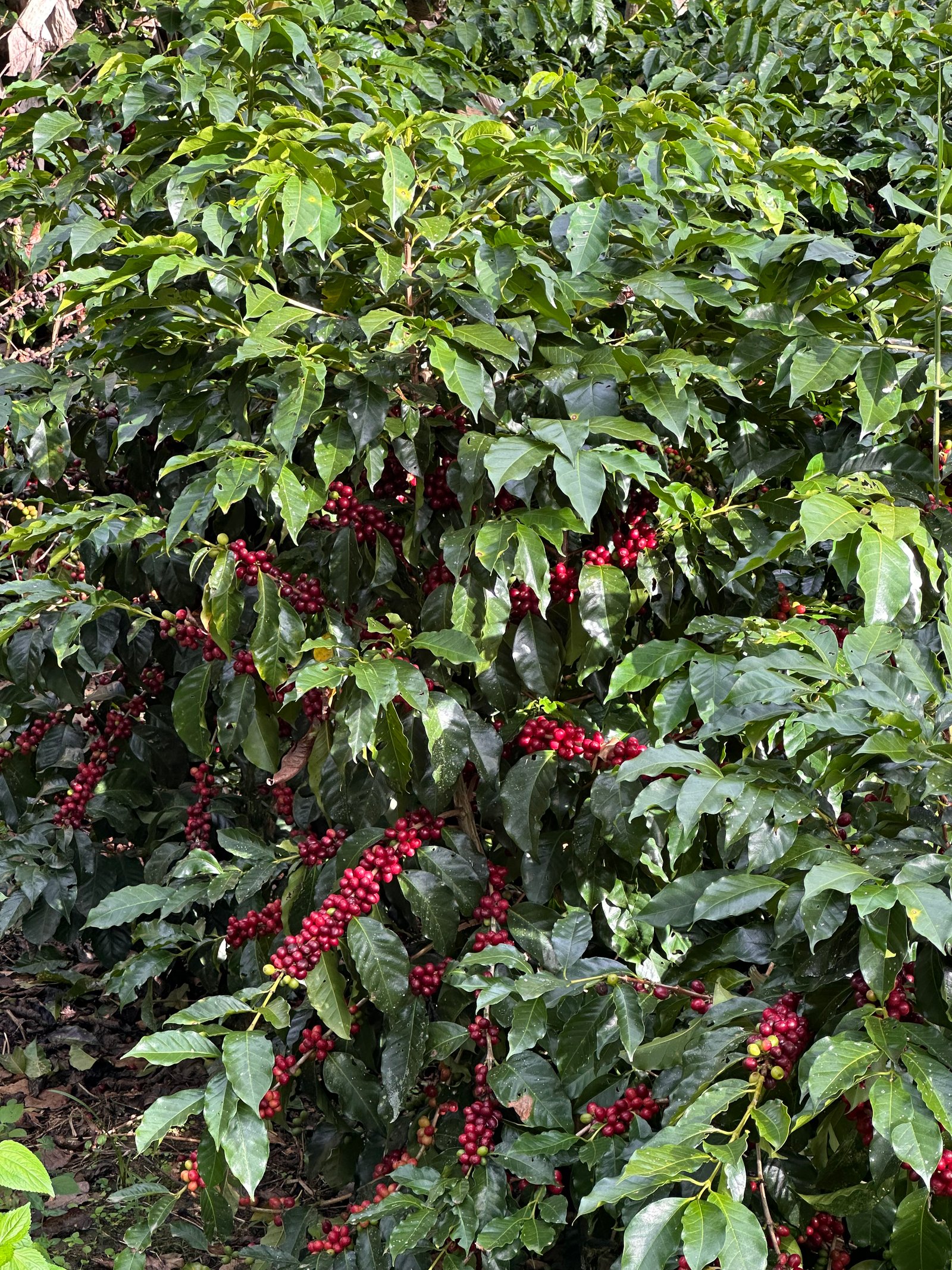 Dopsen Café - Fotografía 14 de fincas cafeteras, procesos de tostión y catación profesional