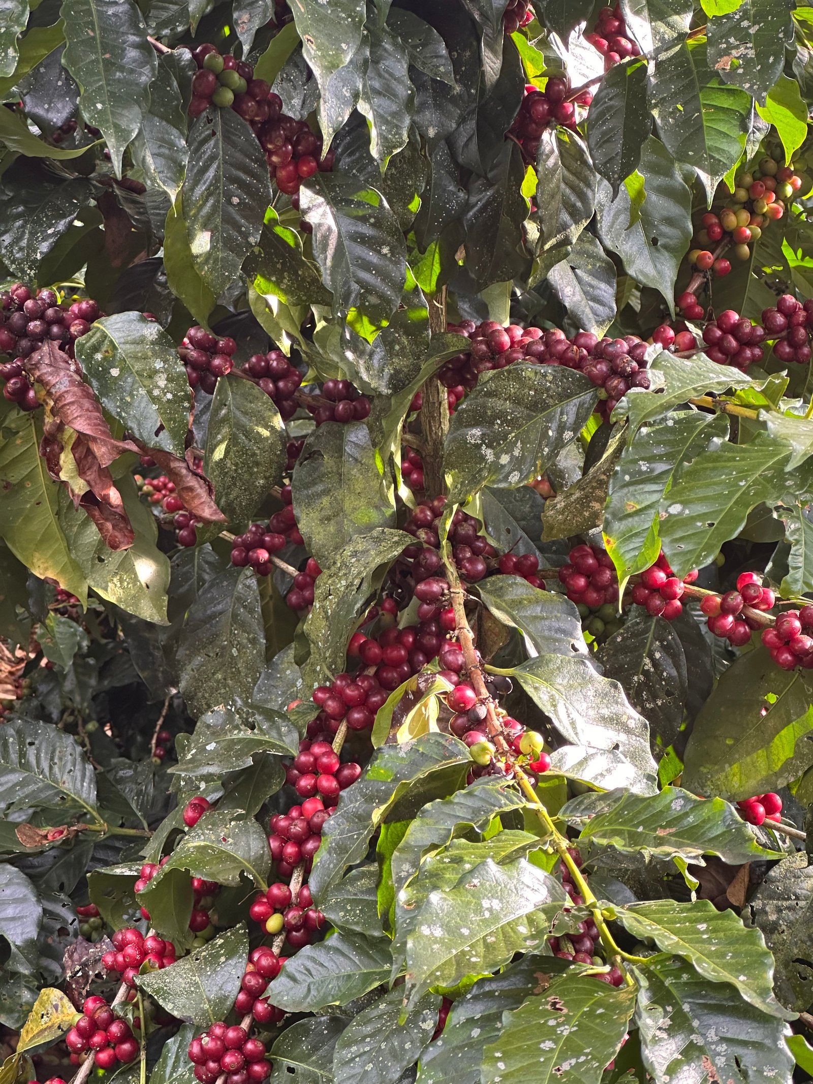 Dopsen Café - Fotografía 15 de fincas cafeteras, procesos de tostión y catación profesional
