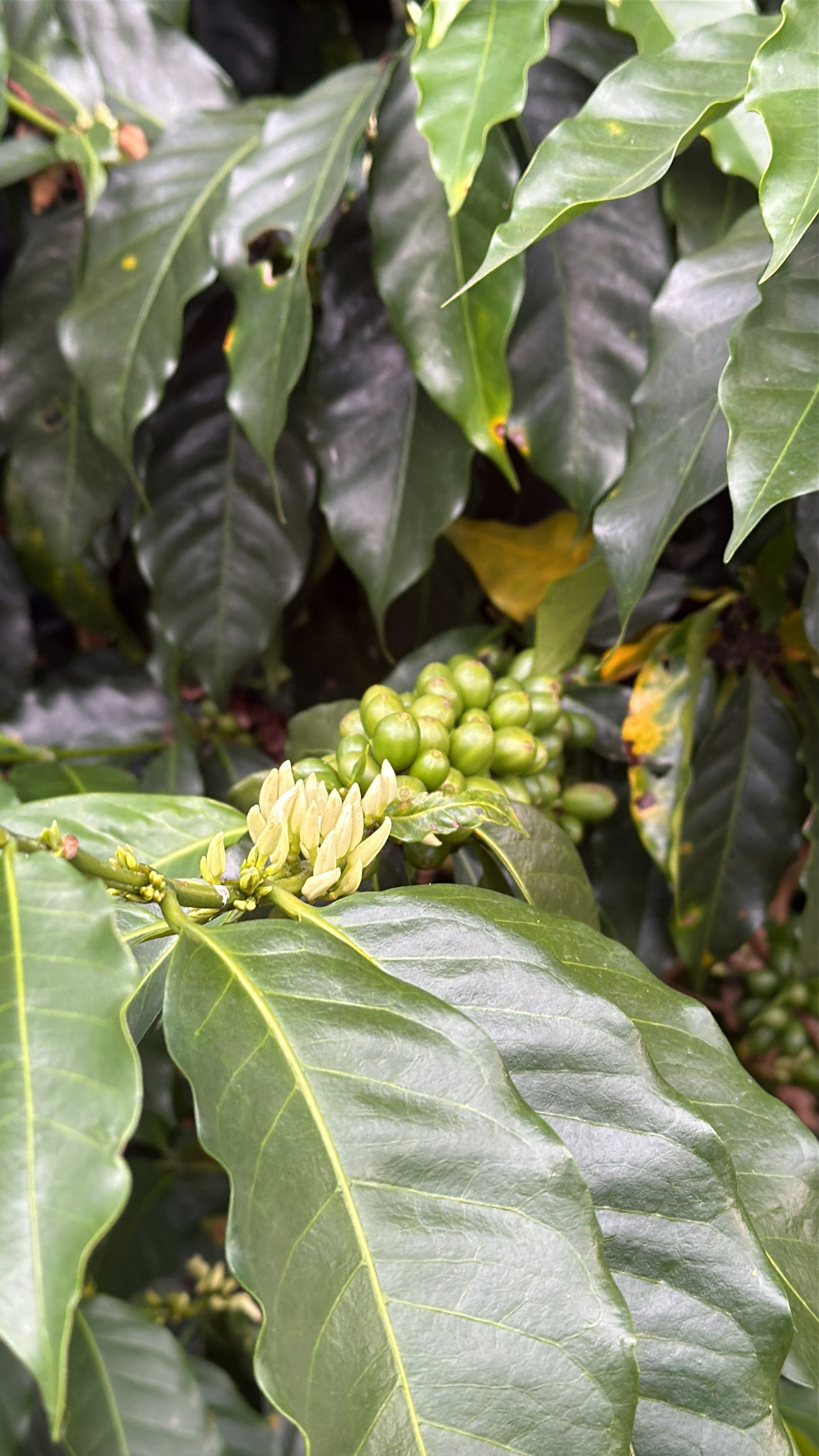 Dopsen Café - Fotografía 157 de fincas cafeteras, procesos de tostión y catación profesional