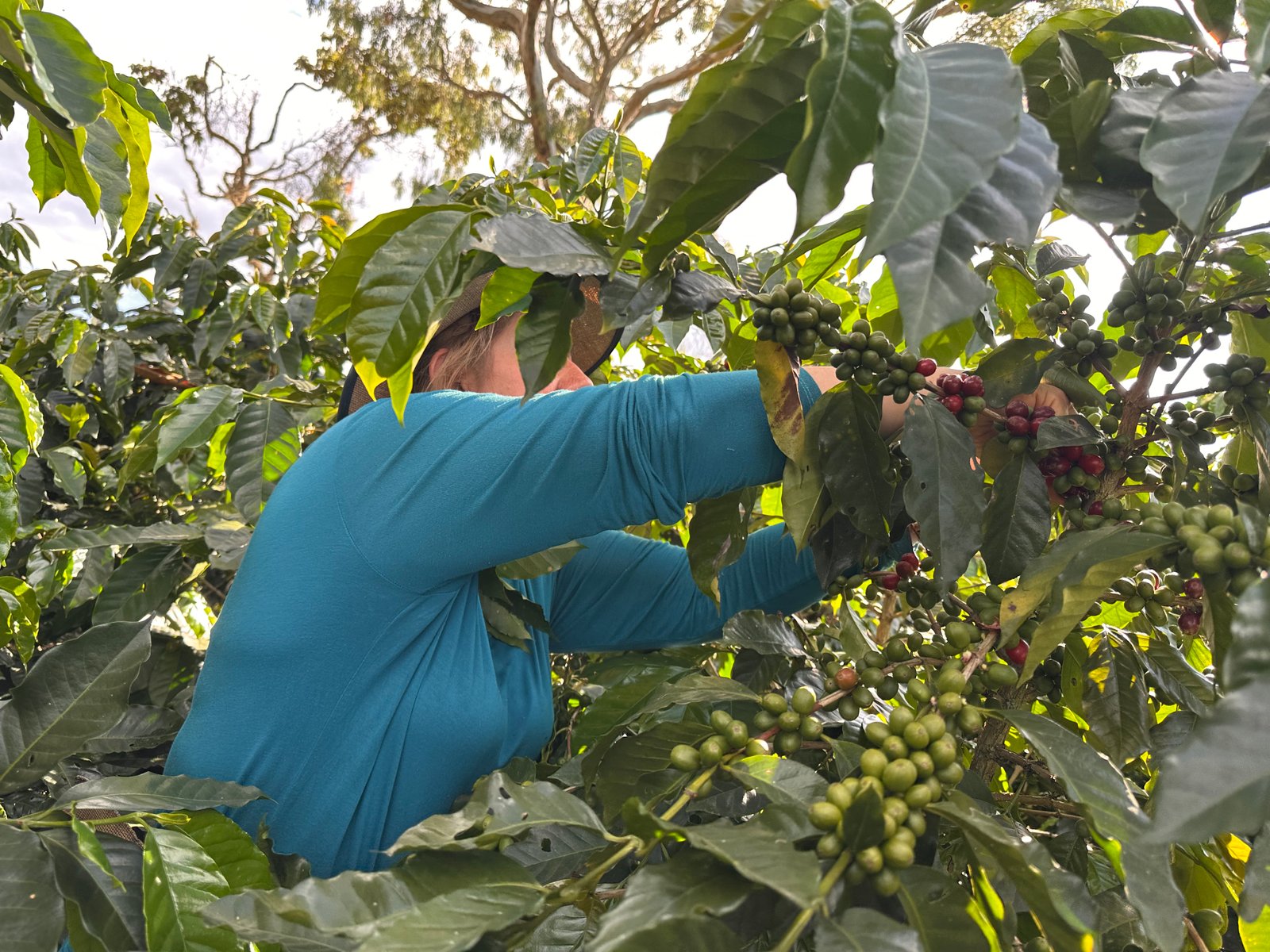 Dopsen Café - Fotografía 17 de fincas cafeteras, procesos de tostión y catación profesional