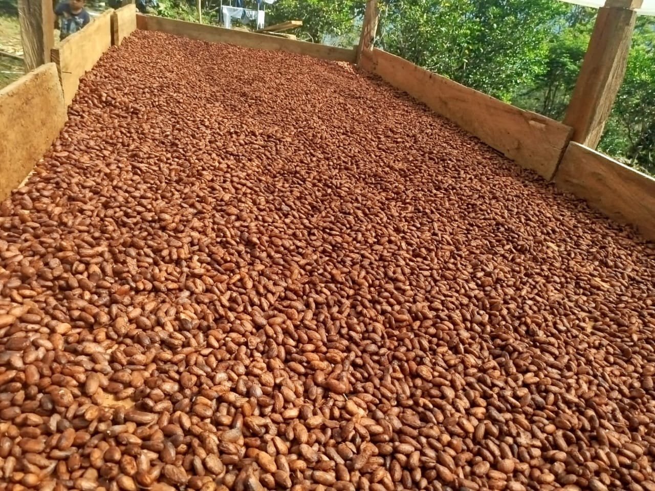 Dopsen Café - Fotografía 177 de fincas cafeteras, procesos de tostión y catación profesional