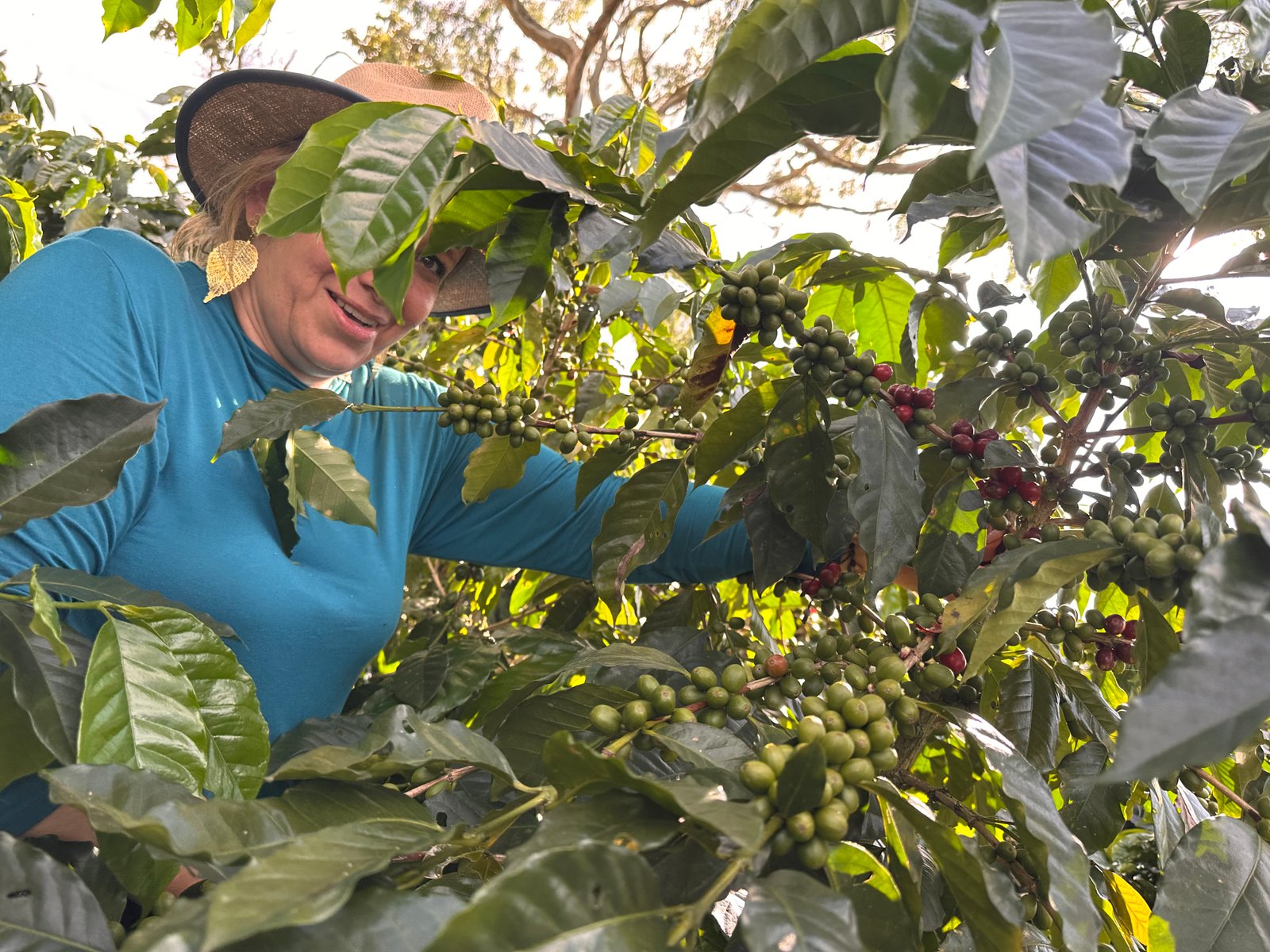 Dopsen Café - Fotografía 18 de fincas cafeteras, procesos de tostión y catación profesional
