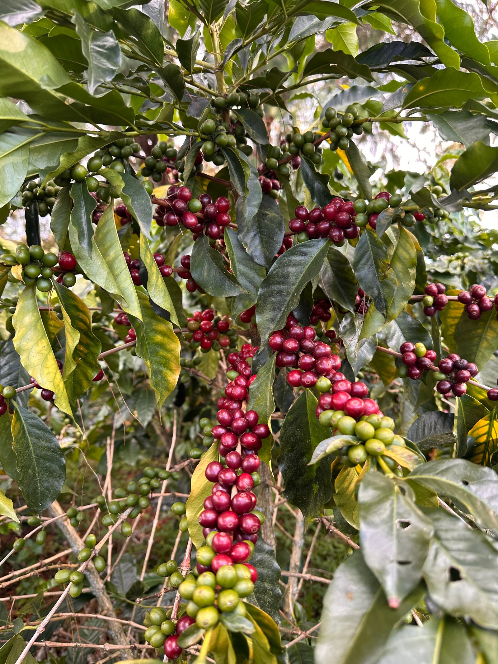Dopsen Café - Fotografía 19 de fincas cafeteras, procesos de tostión y catación profesional