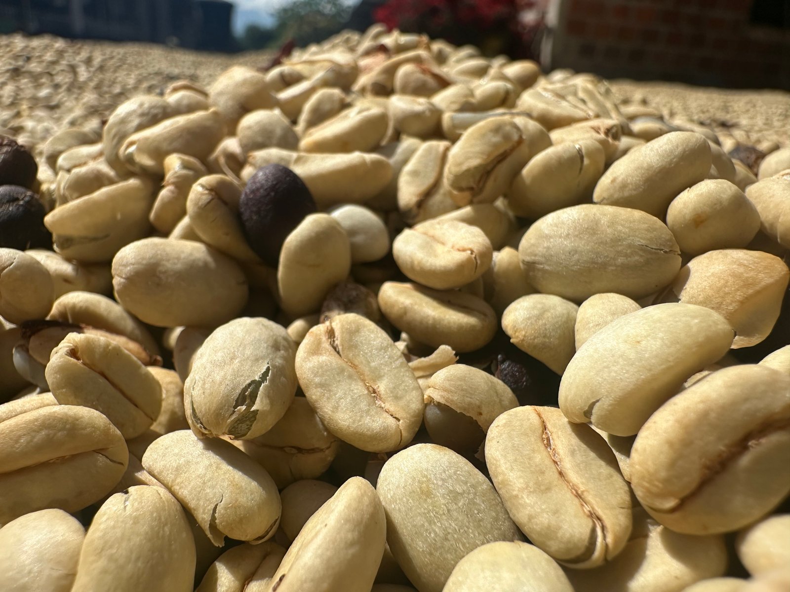 Dopsen Café - Fotografía 2 de fincas cafeteras, procesos de tostión y catación profesional