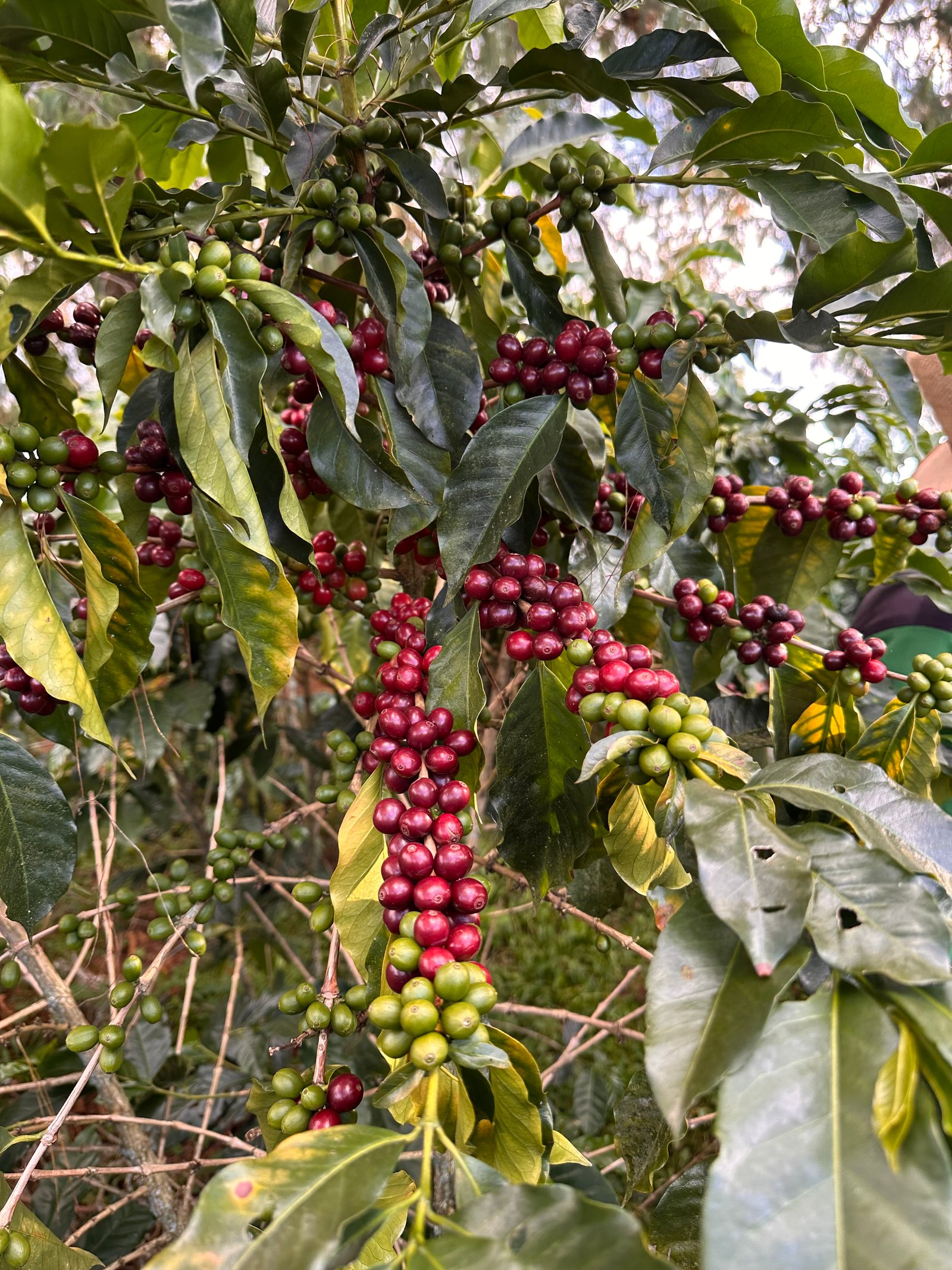Dopsen Café - Fotografía 20 de fincas cafeteras, procesos de tostión y catación profesional
