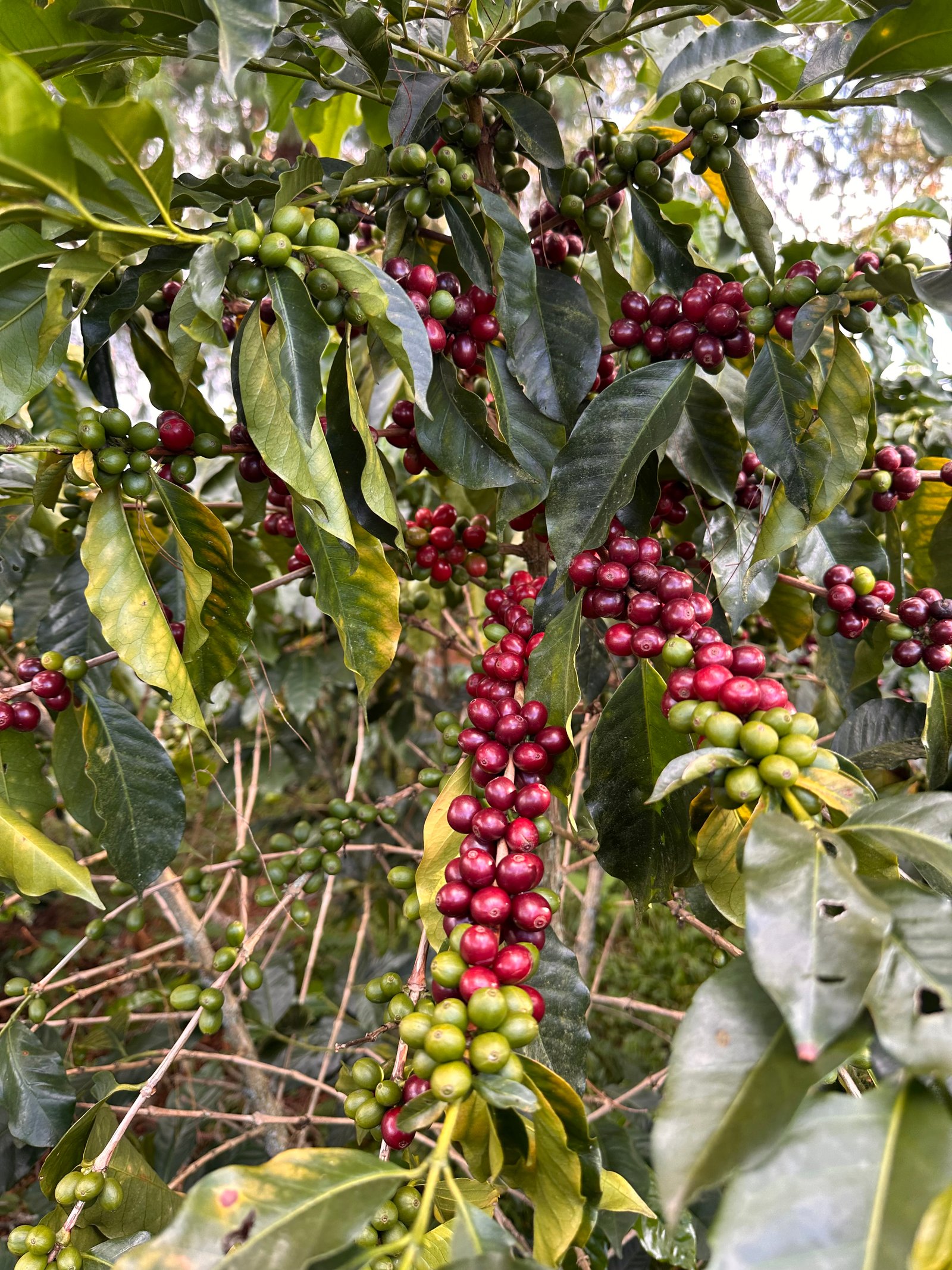 Dopsen Café - Fotografía 21 de fincas cafeteras, procesos de tostión y catación profesional