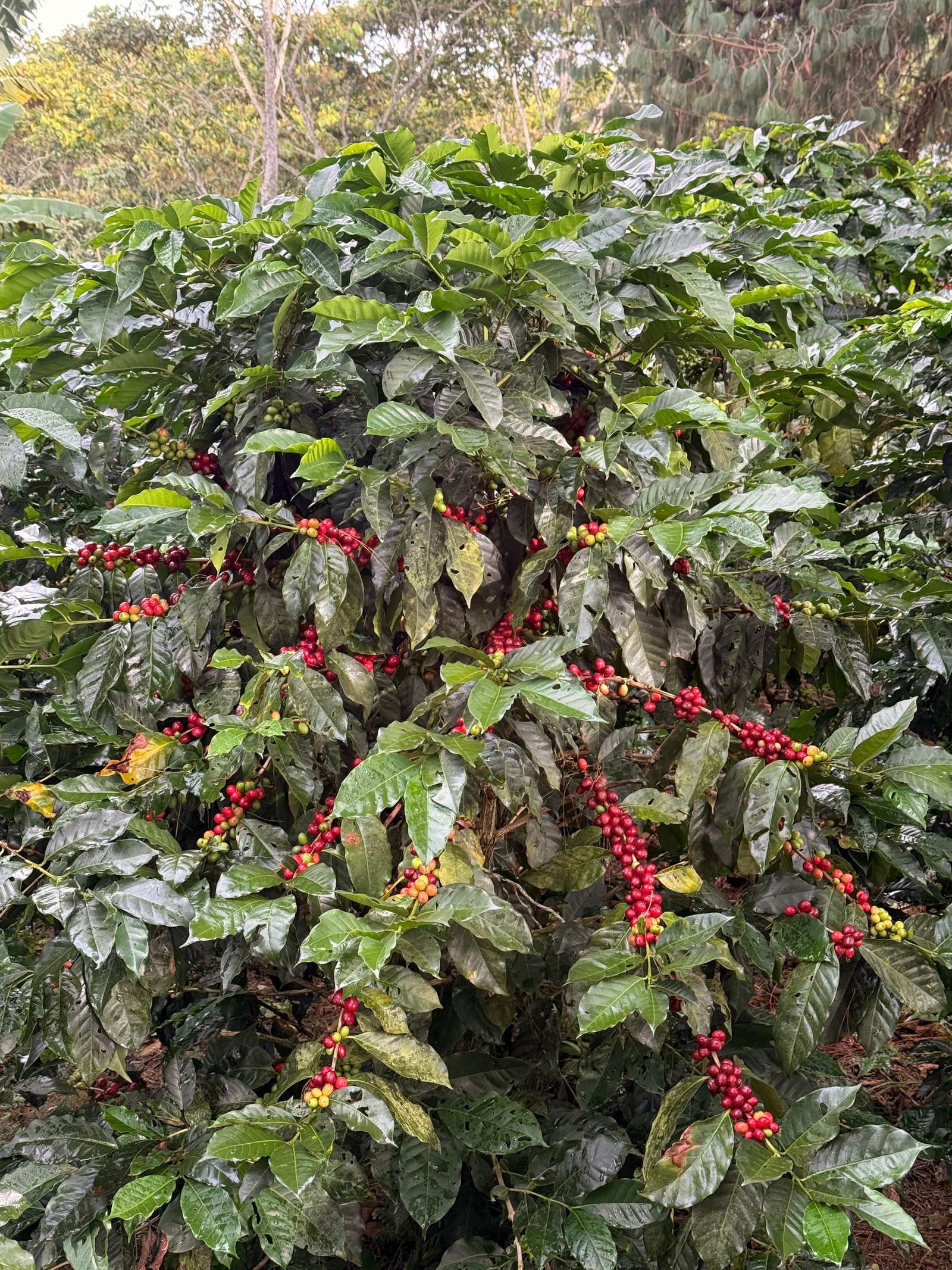 Dopsen Café - Fotografía 23 de fincas cafeteras, procesos de tostión y catación profesional