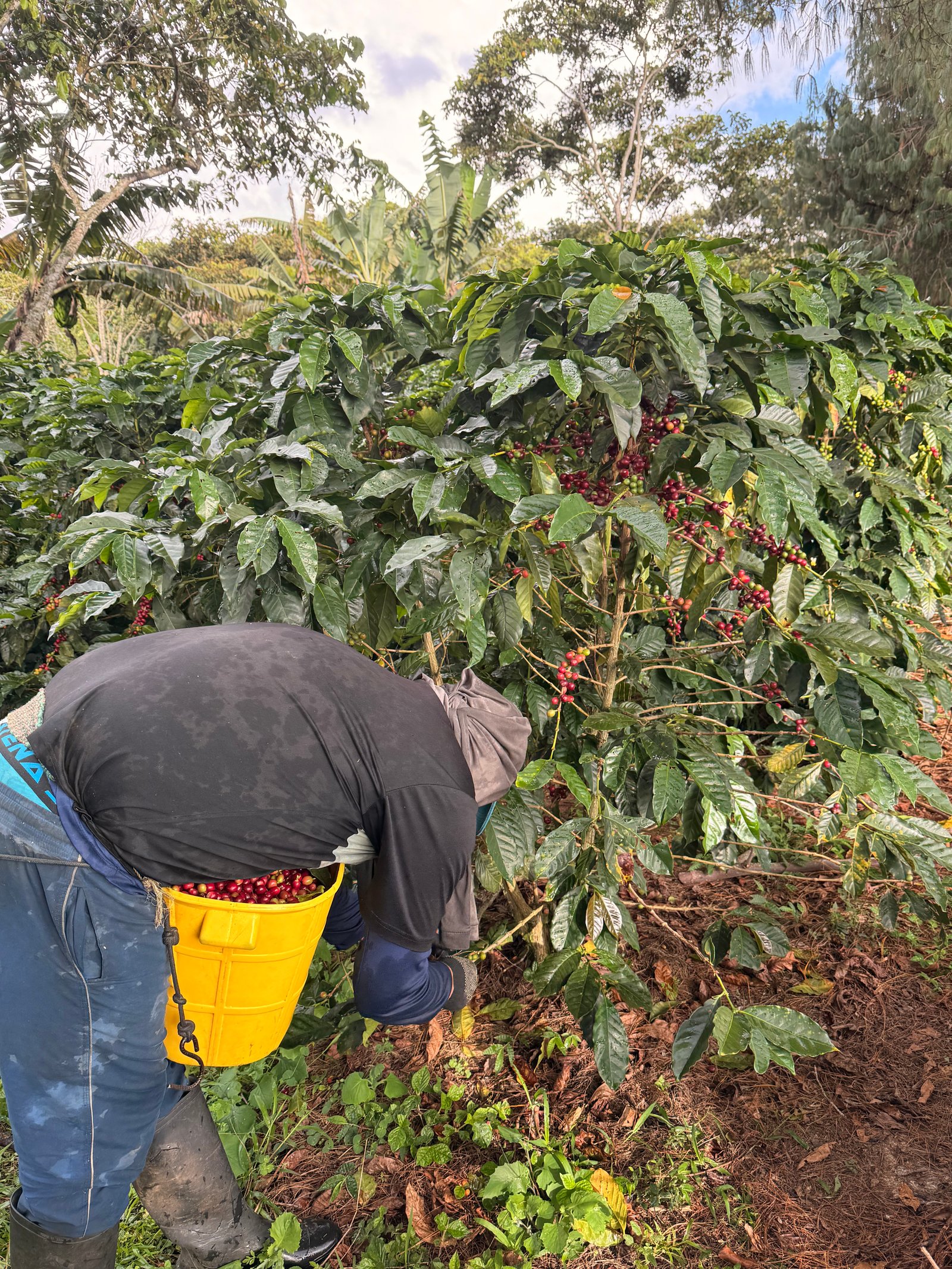 Dopsen Café - Fotografía 24 de fincas cafeteras, procesos de tostión y catación profesional