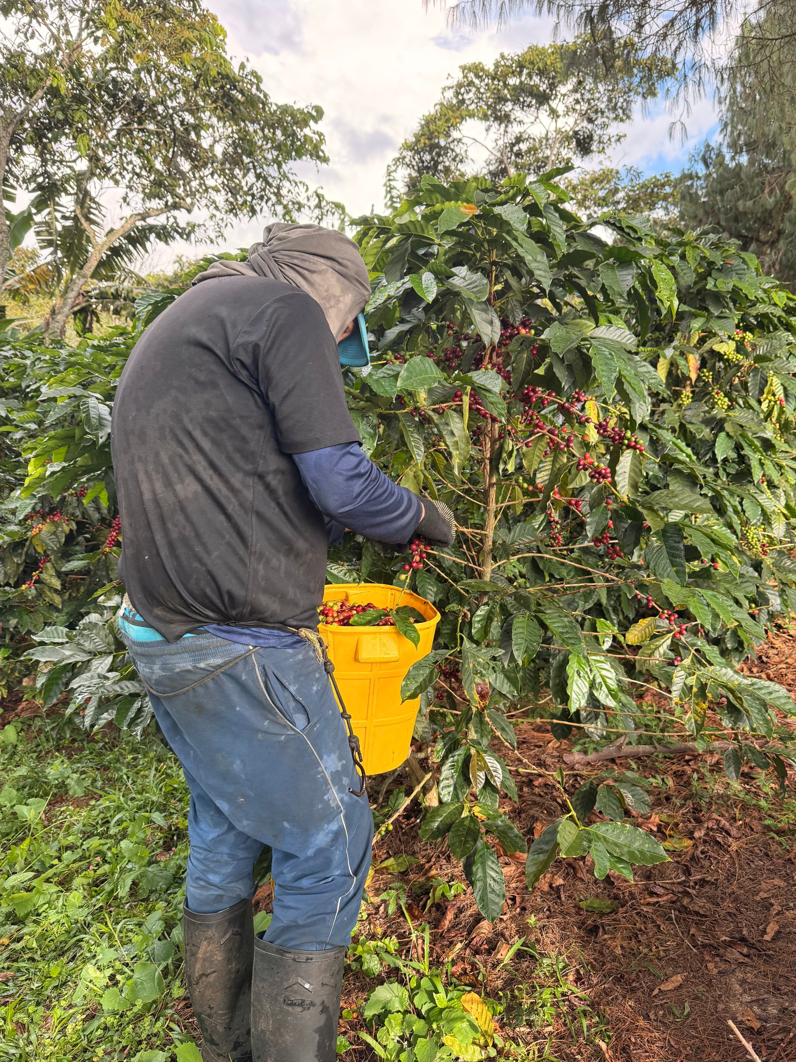 Dopsen Café - Fotografía 25 de fincas cafeteras, procesos de tostión y catación profesional