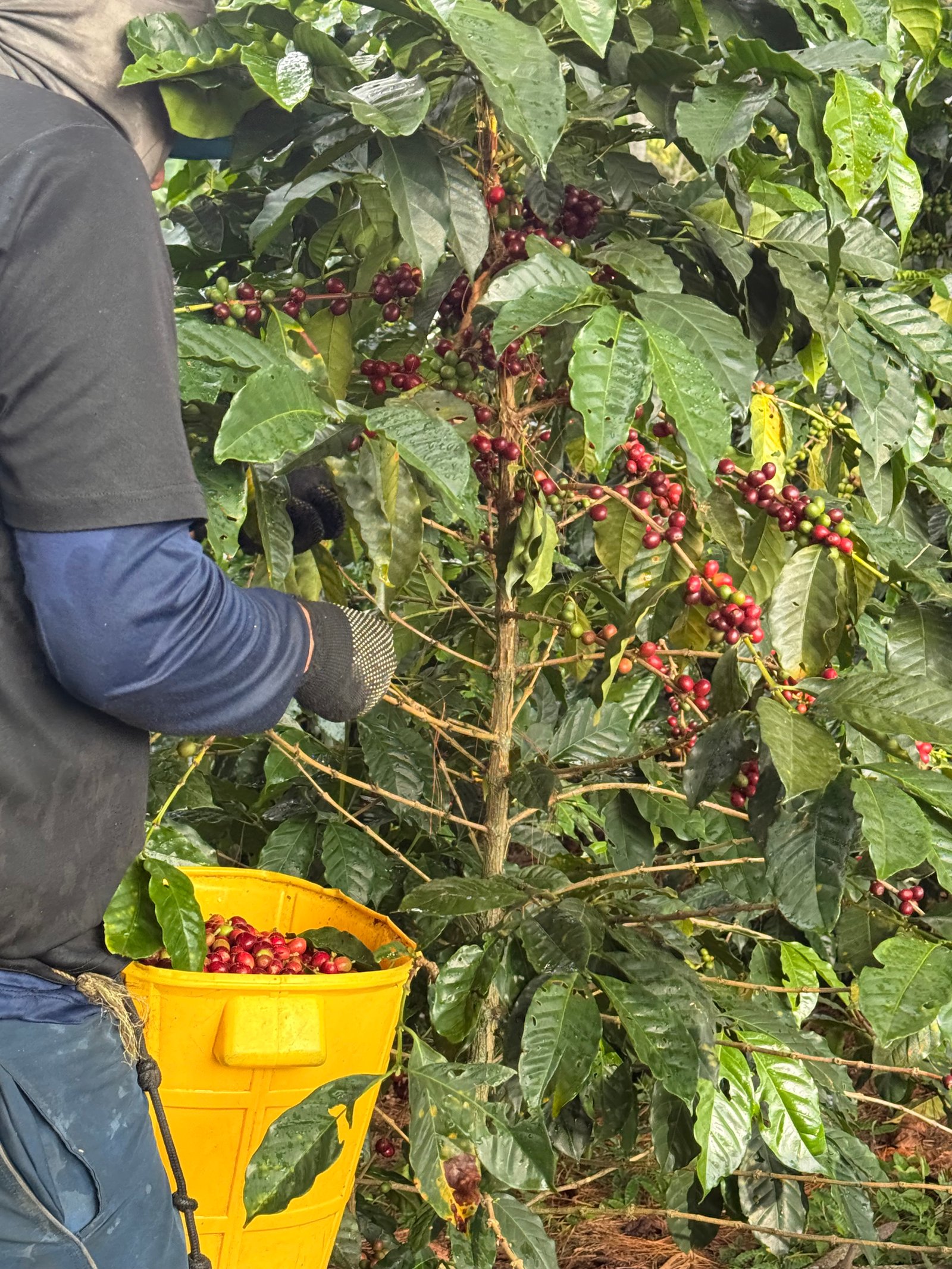 Dopsen Café - Fotografía 26 de fincas cafeteras, procesos de tostión y catación profesional