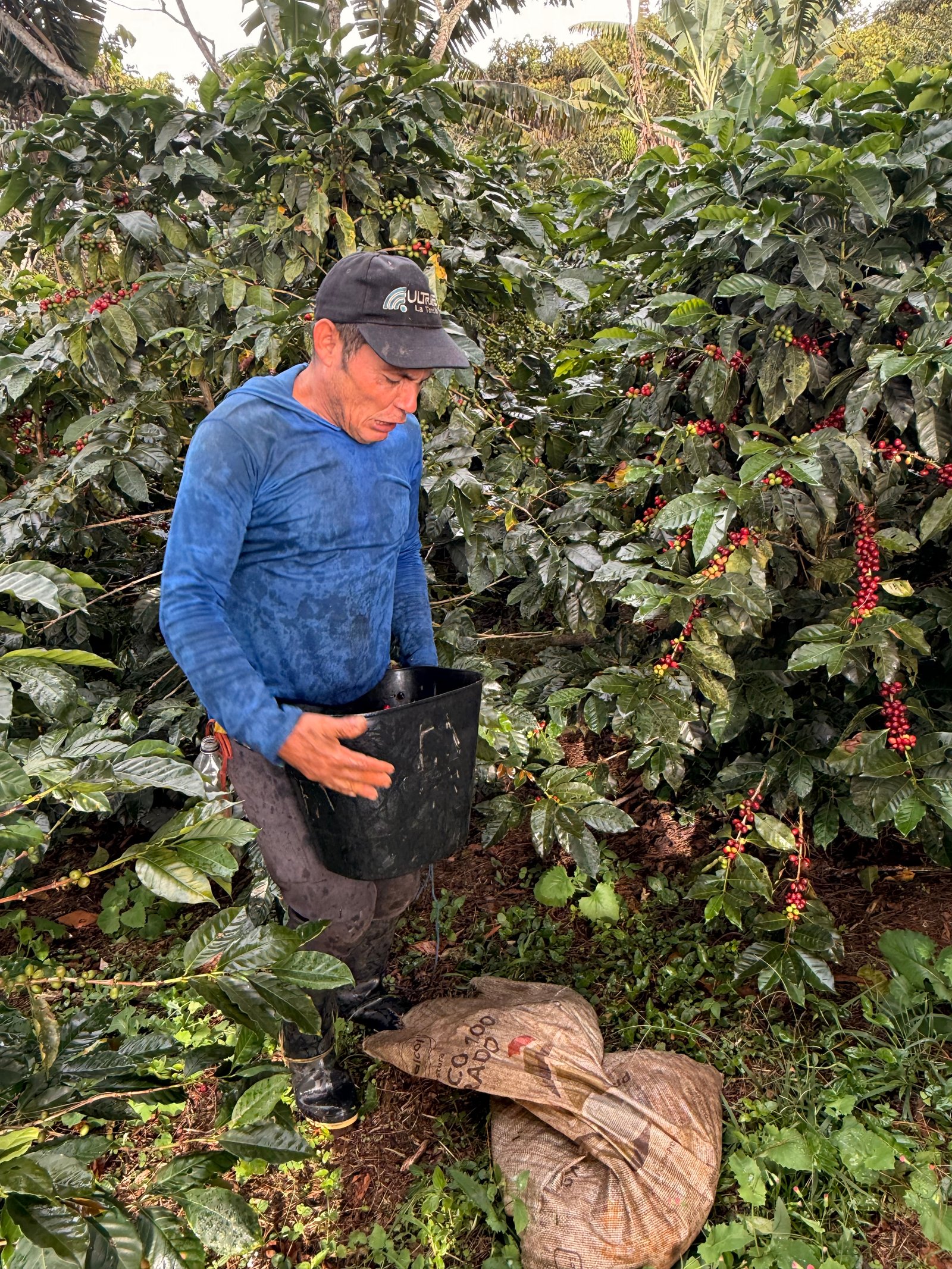 Dopsen Café - Fotografía 27 de fincas cafeteras, procesos de tostión y catación profesional