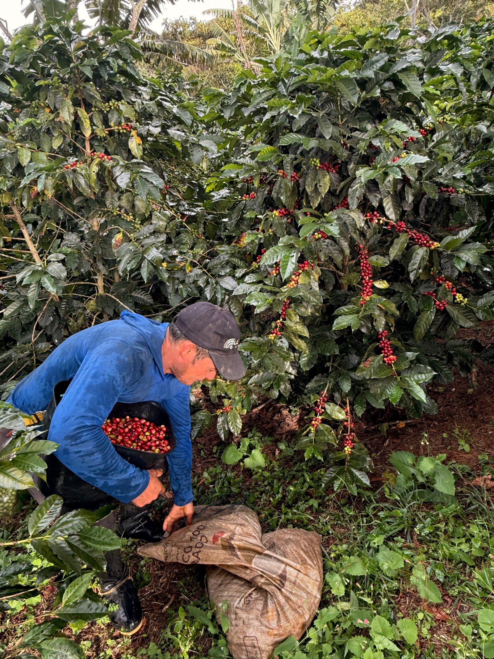 Dopsen Café - Fotografía 28 de fincas cafeteras, procesos de tostión y catación profesional