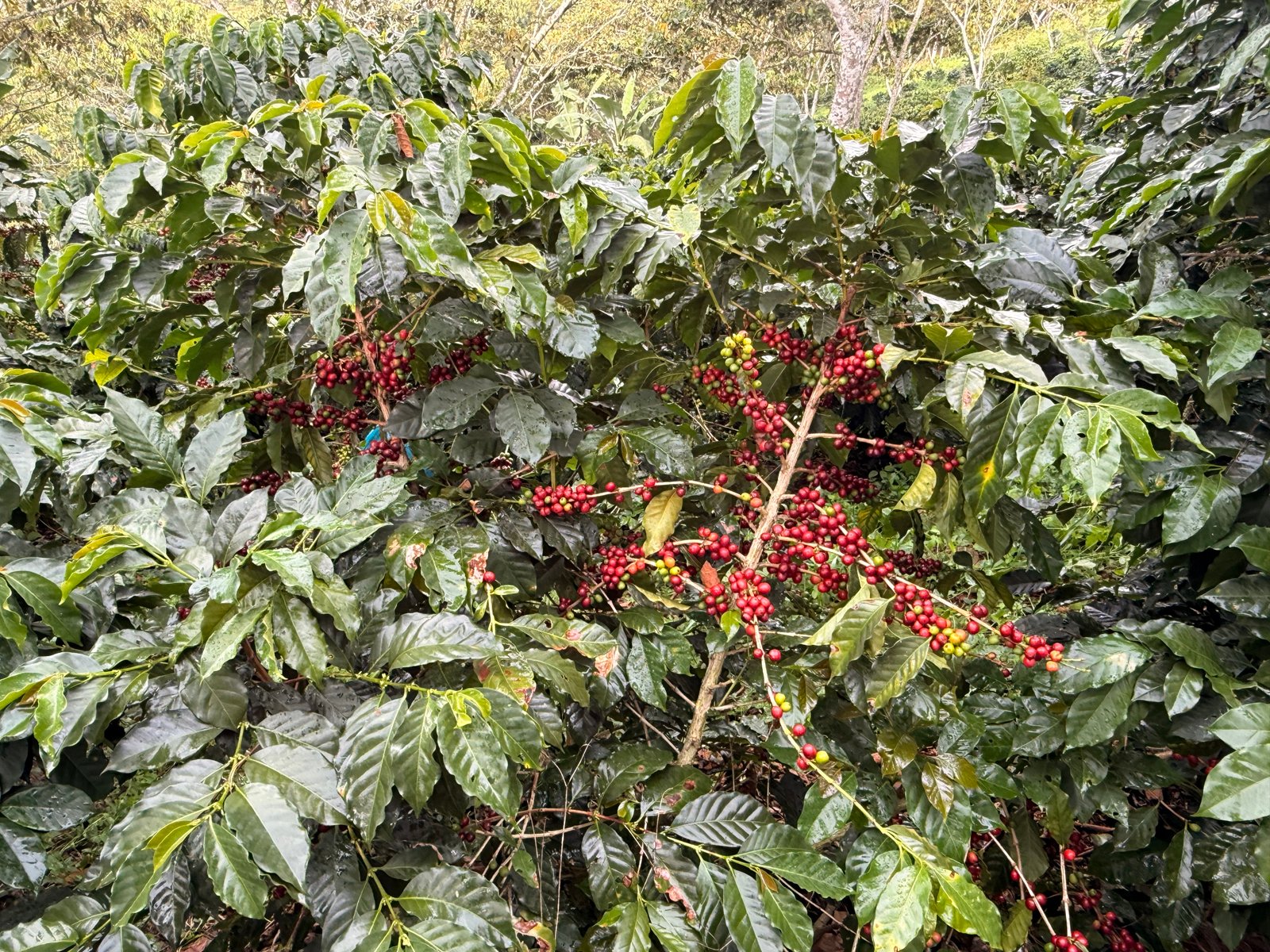 Dopsen Café - Fotografía 29 de fincas cafeteras, procesos de tostión y catación profesional