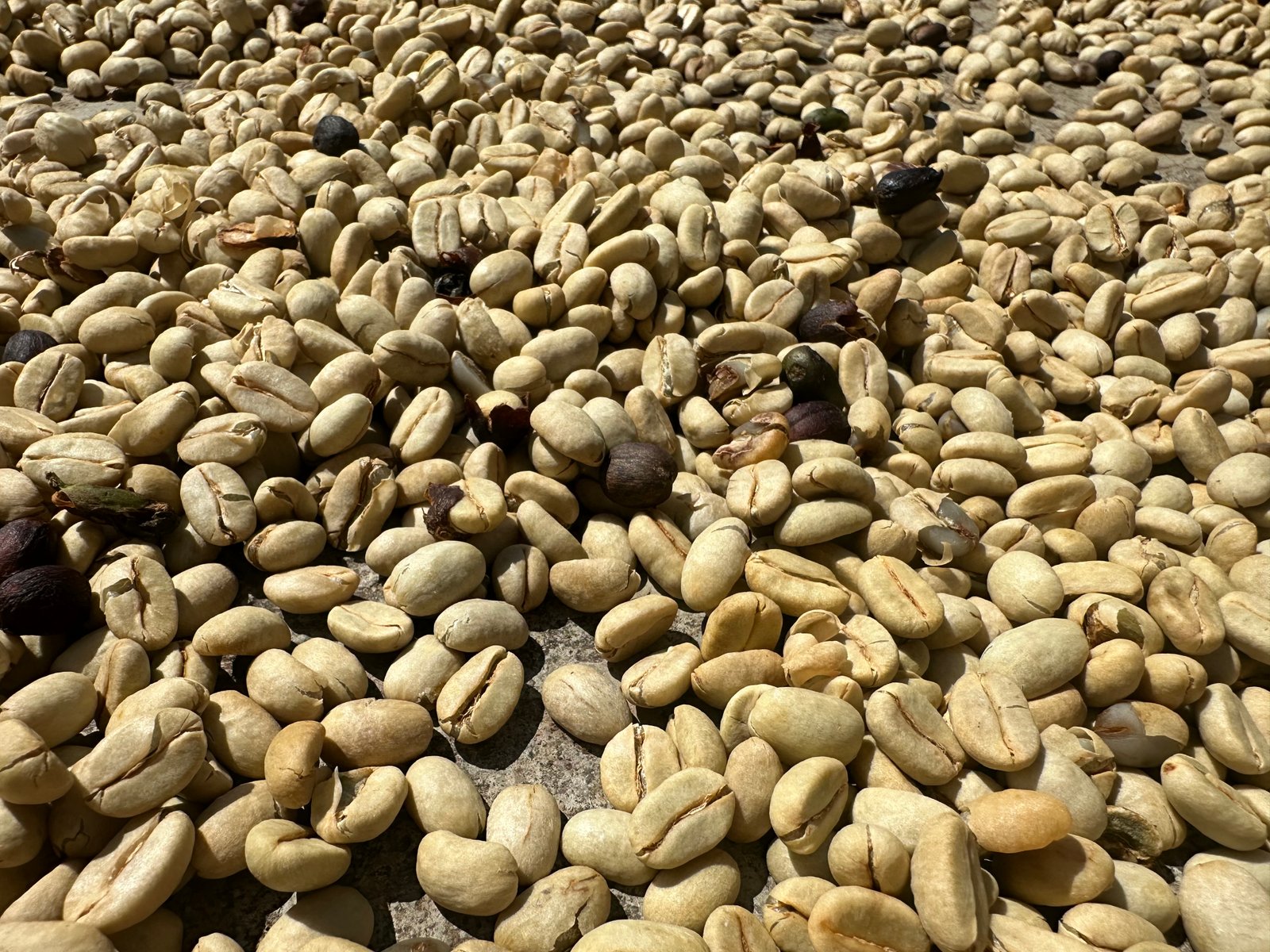 Dopsen Café - Fotografía 3 de fincas cafeteras, procesos de tostión y catación profesional