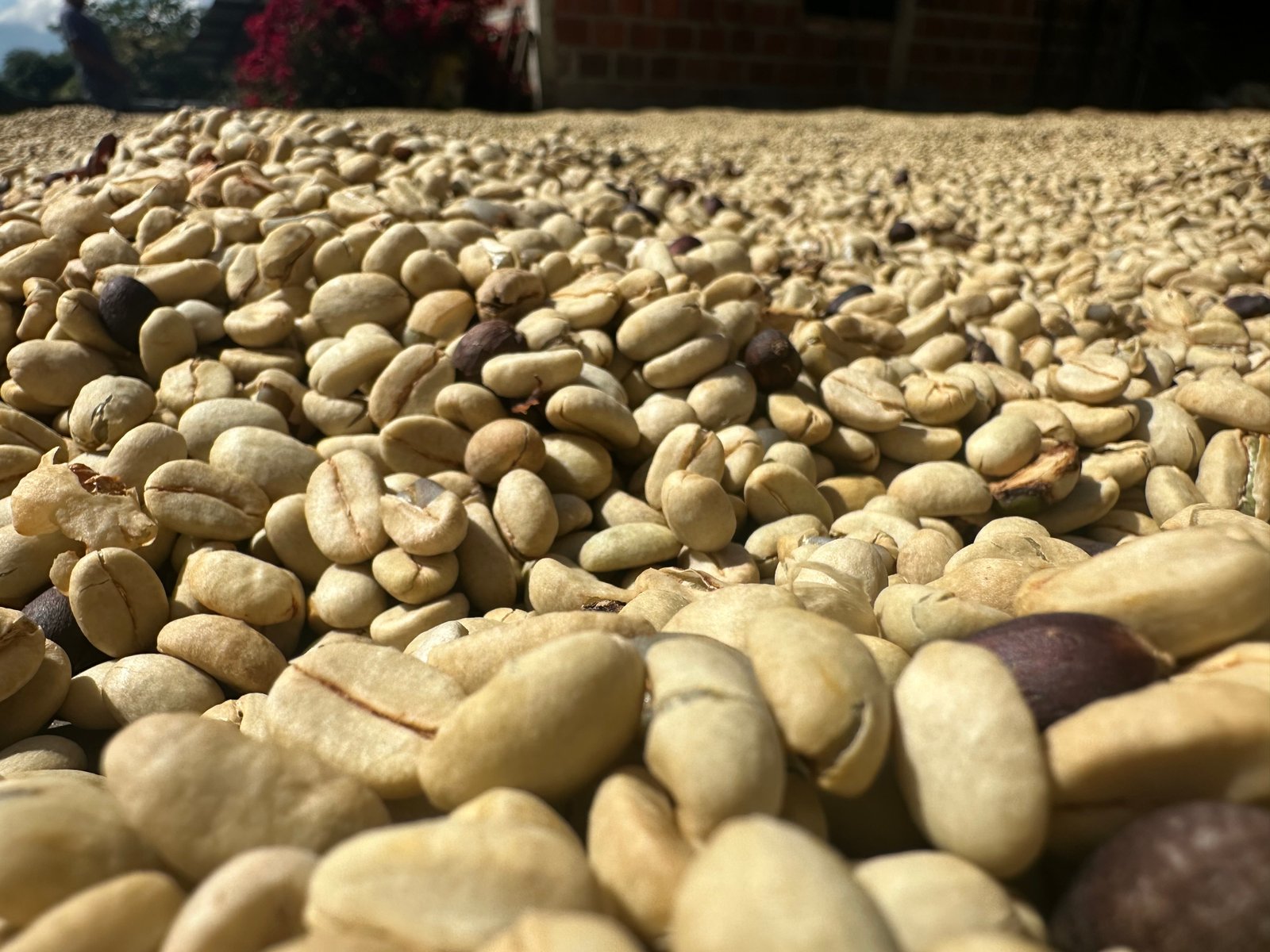 Dopsen Café - Fotografía 4 de fincas cafeteras, procesos de tostión y catación profesional