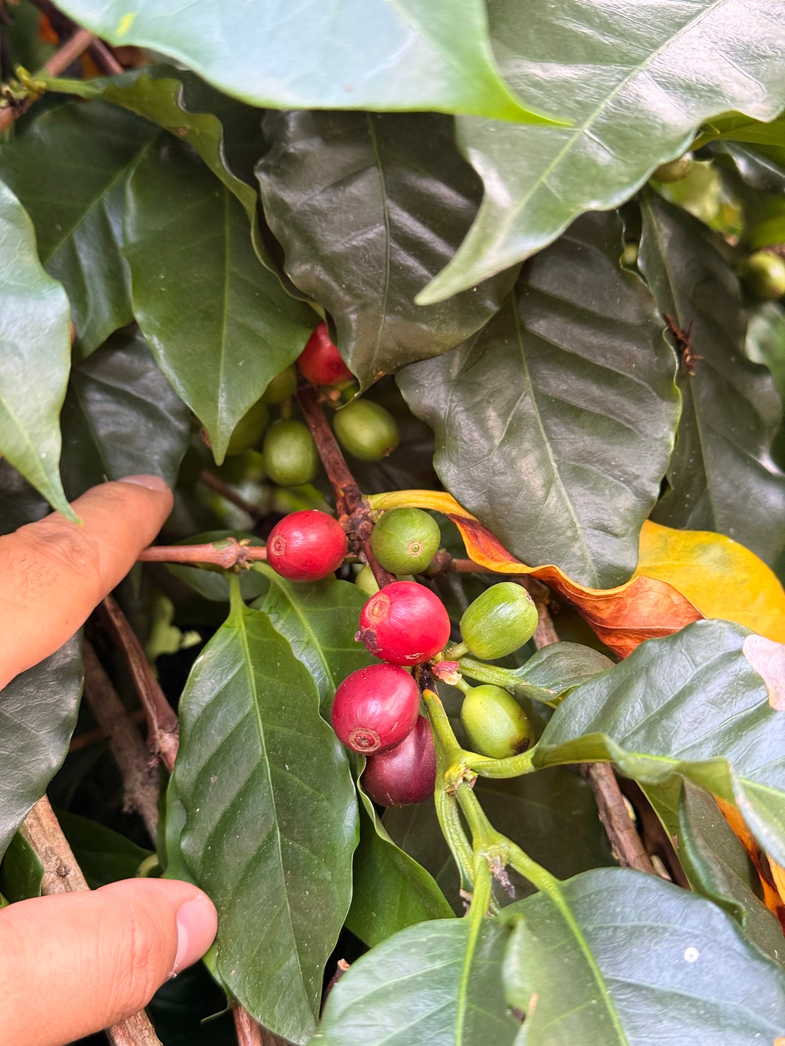Dopsen Café - Fotografía 46 de fincas cafeteras, procesos de tostión y catación profesional