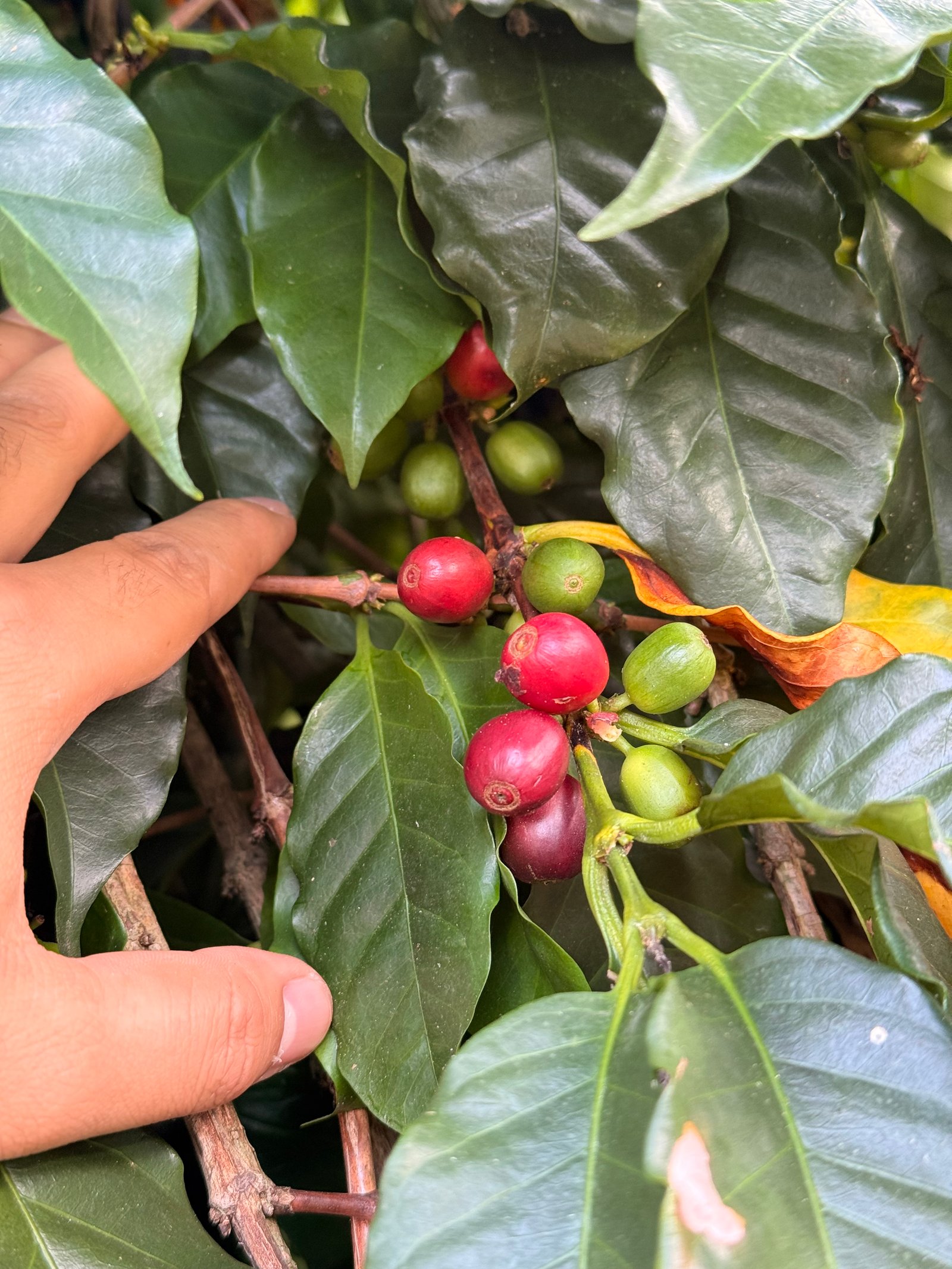 Dopsen Café - Fotografía 47 de fincas cafeteras, procesos de tostión y catación profesional