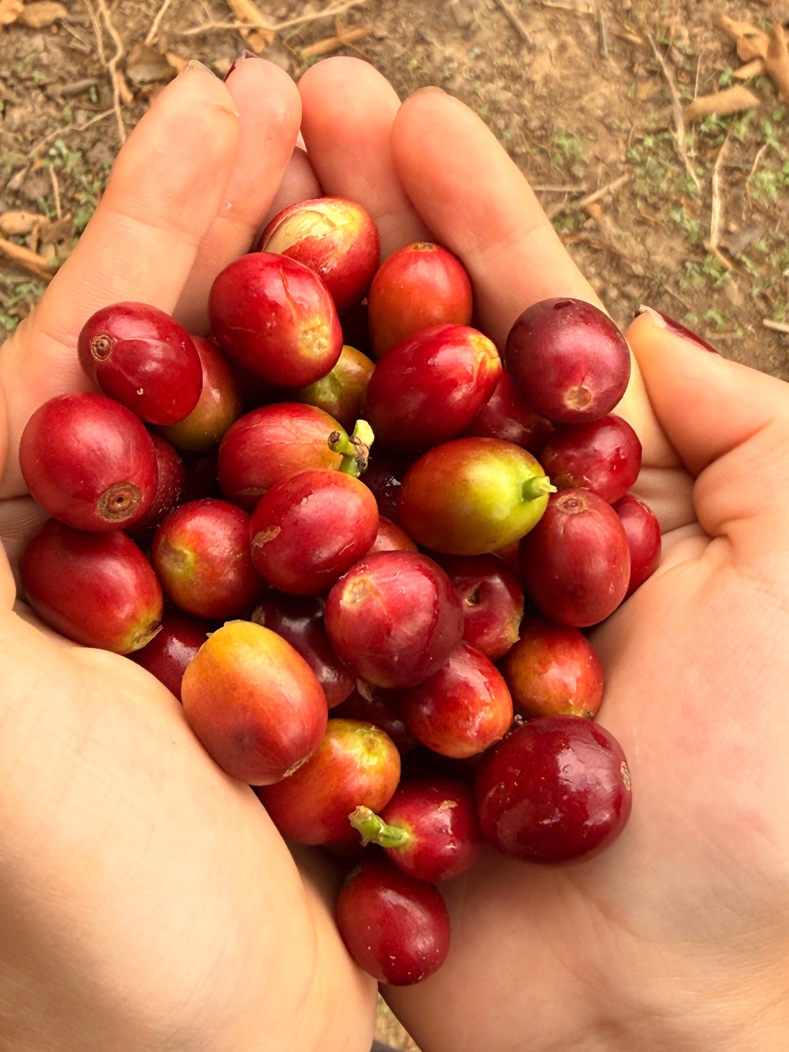 Dopsen Café - Fotografía 48 de fincas cafeteras, procesos de tostión y catación profesional