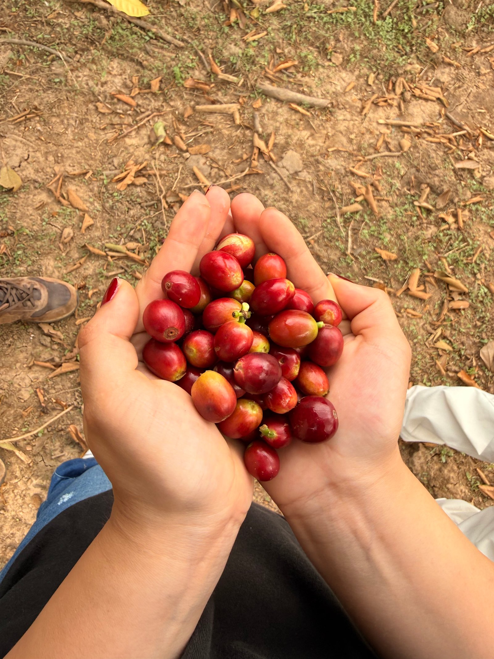 Dopsen Café - Fotografía 49 de fincas cafeteras, procesos de tostión y catación profesional