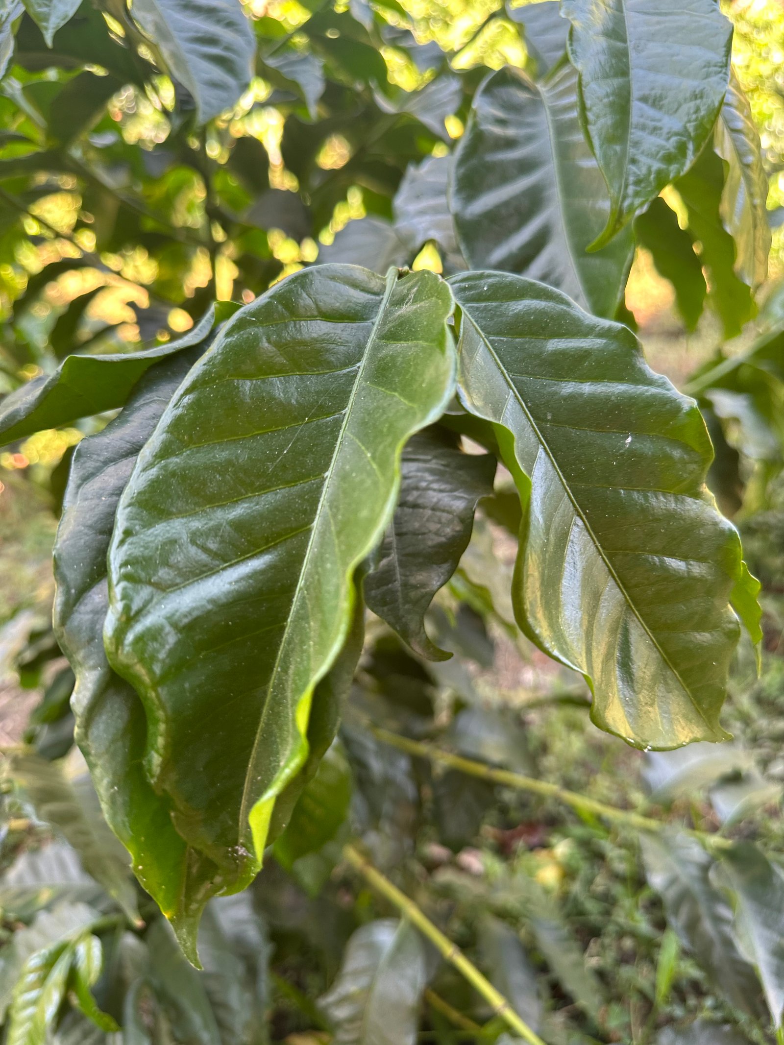 Dopsen Café - Fotografía 5 de fincas cafeteras, procesos de tostión y catación profesional