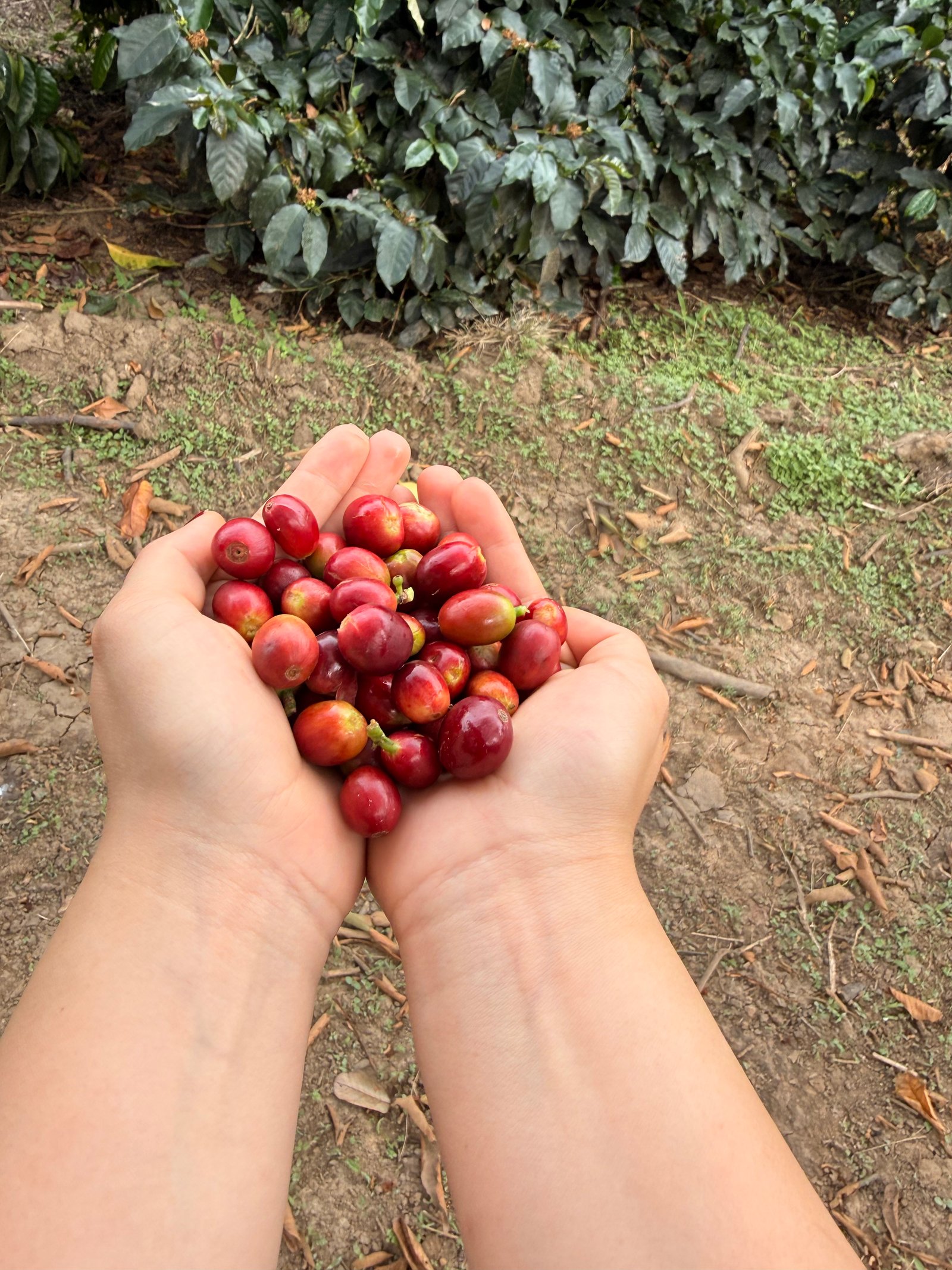 Dopsen Café - Fotografía 50 de fincas cafeteras, procesos de tostión y catación profesional
