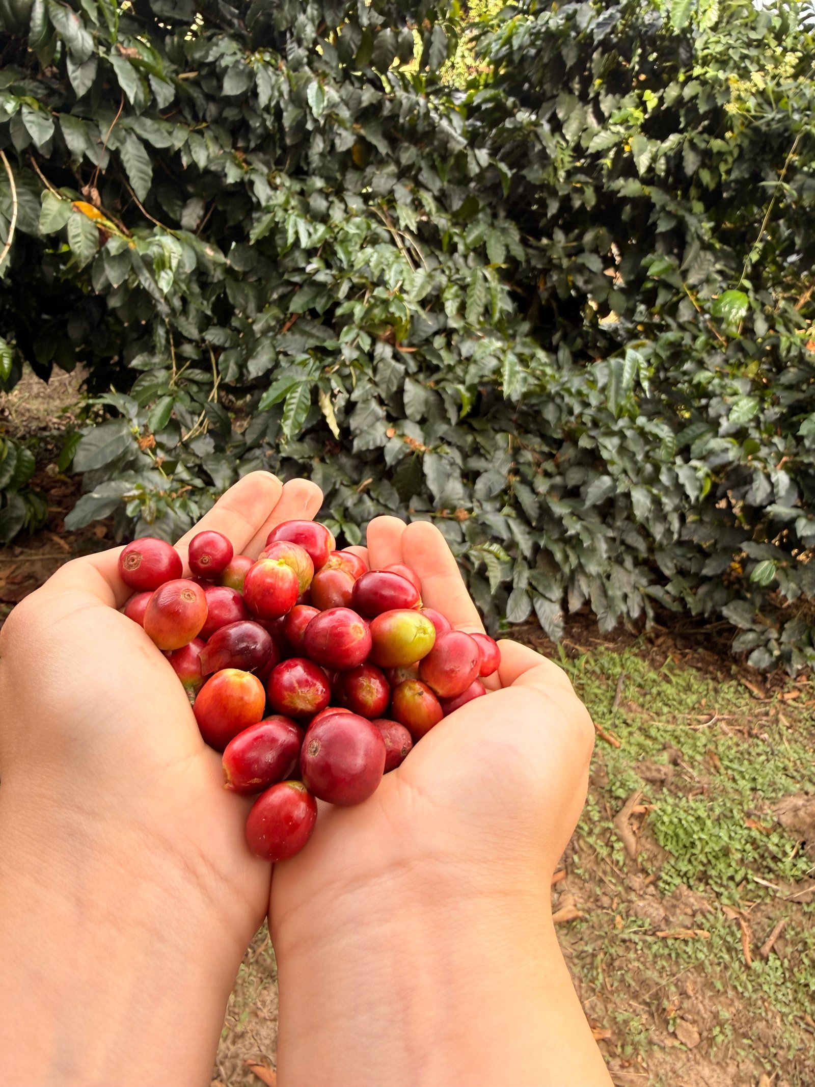 Dopsen Café - Fotografía 51 de fincas cafeteras, procesos de tostión y catación profesional
