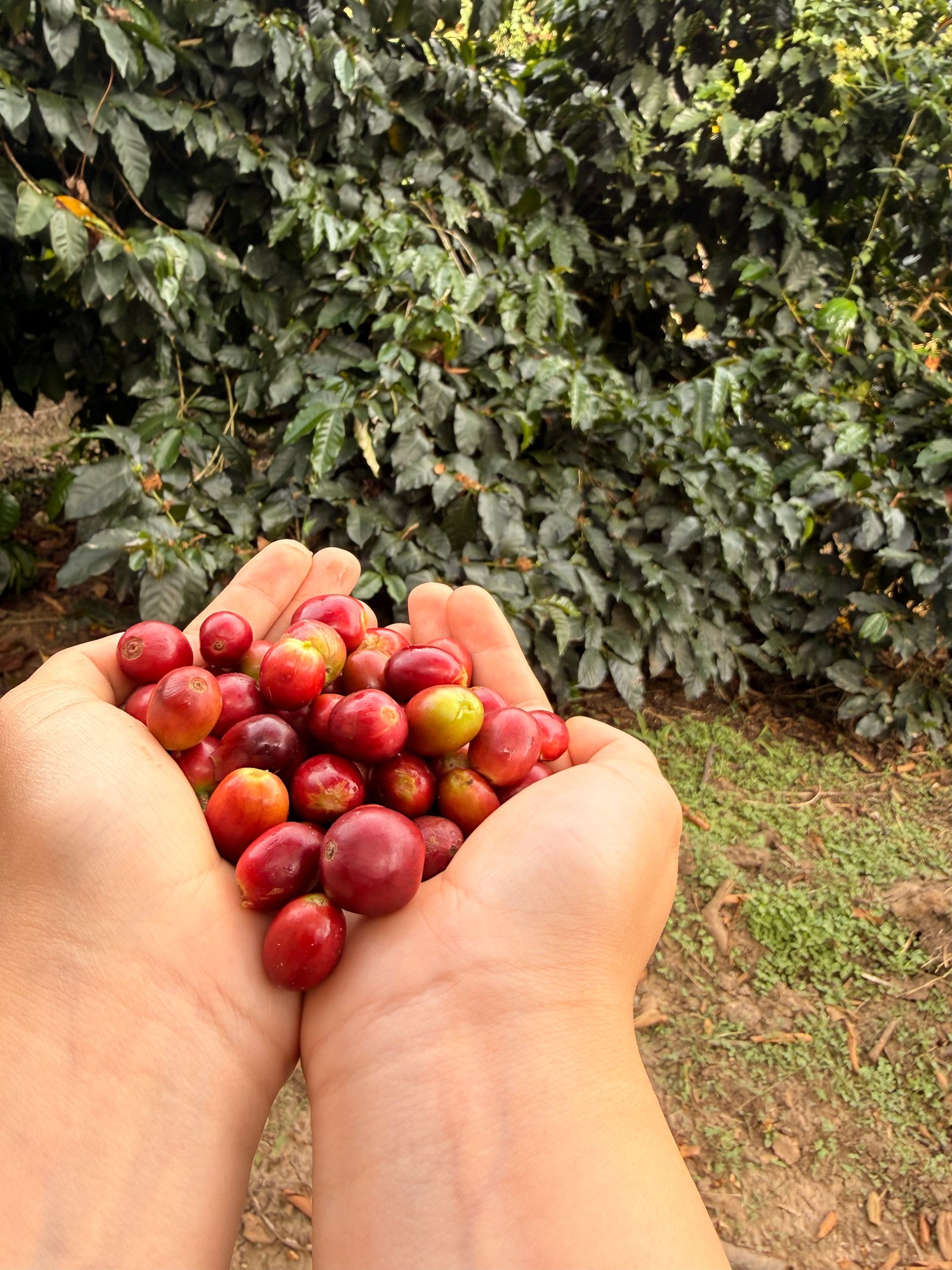 Dopsen Café - Fotografía 52 de fincas cafeteras, procesos de tostión y catación profesional