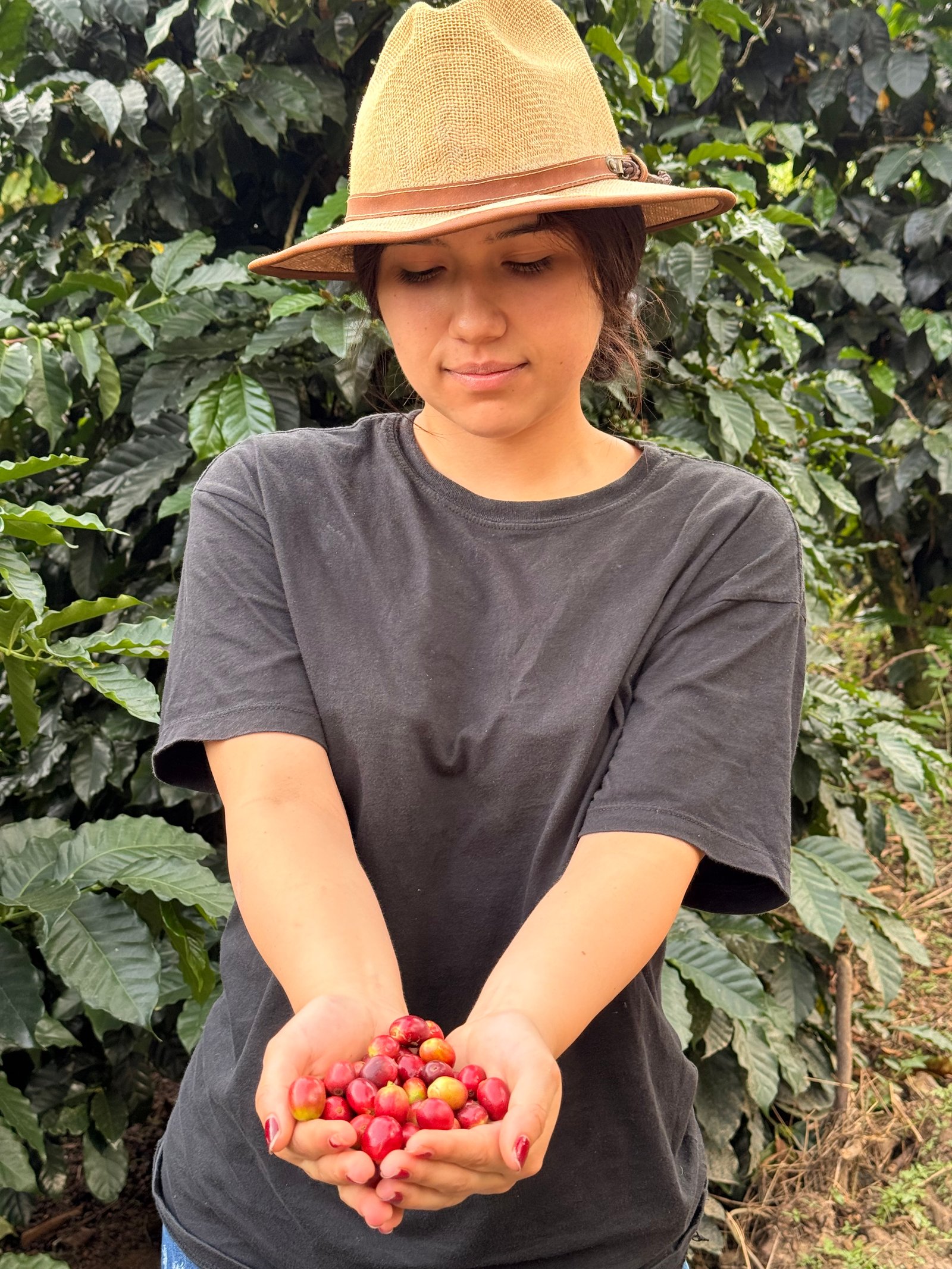 Dopsen Café - Fotografía 53 de fincas cafeteras, procesos de tostión y catación profesional