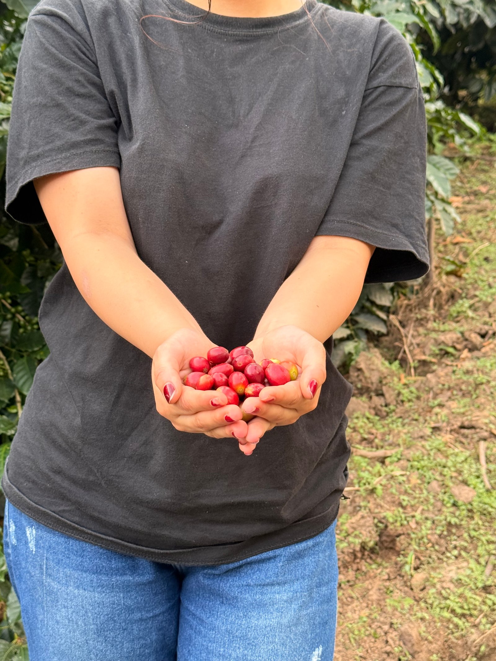 Dopsen Café - Fotografía 54 de fincas cafeteras, procesos de tostión y catación profesional