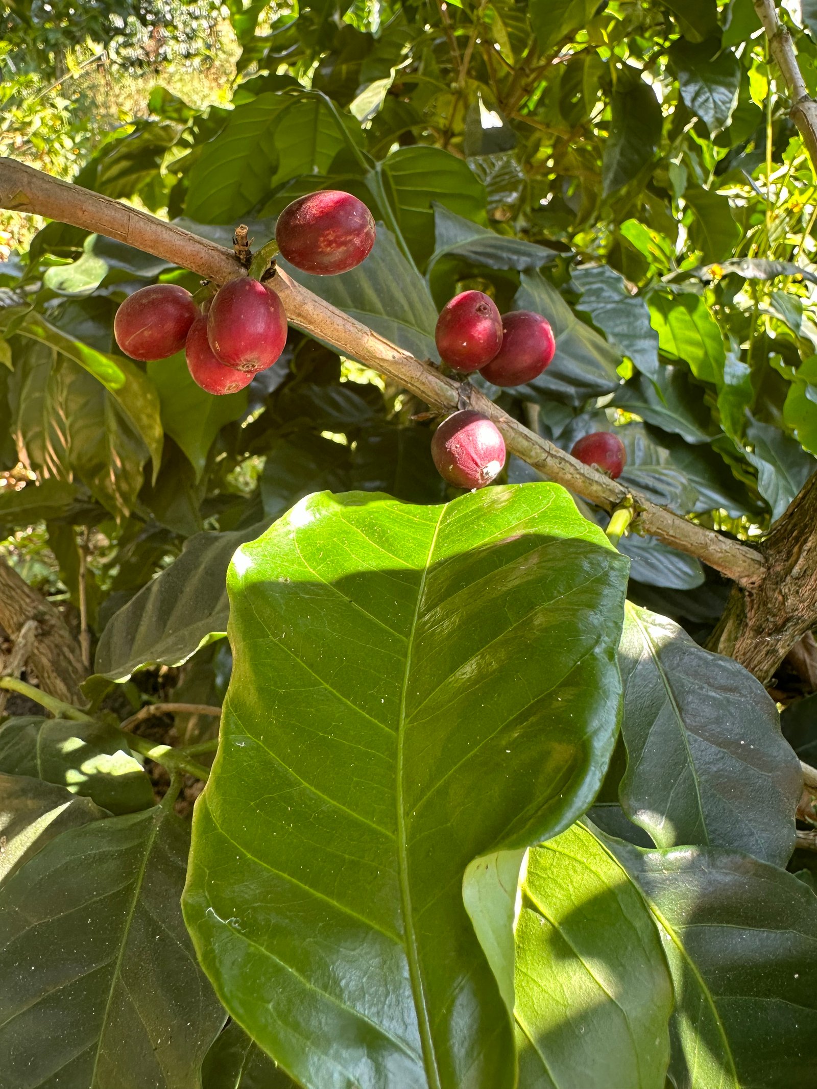 Dopsen Café - Fotografía 6 de fincas cafeteras, procesos de tostión y catación profesional