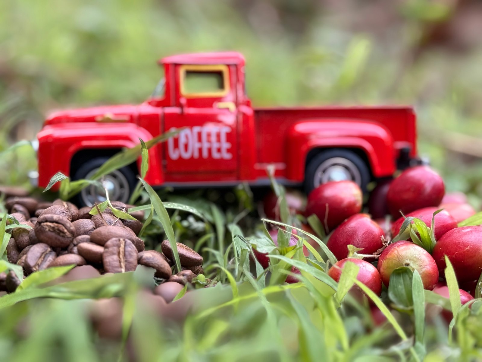 Dopsen Café - Fotografía 61 de fincas cafeteras, procesos de tostión y catación profesional